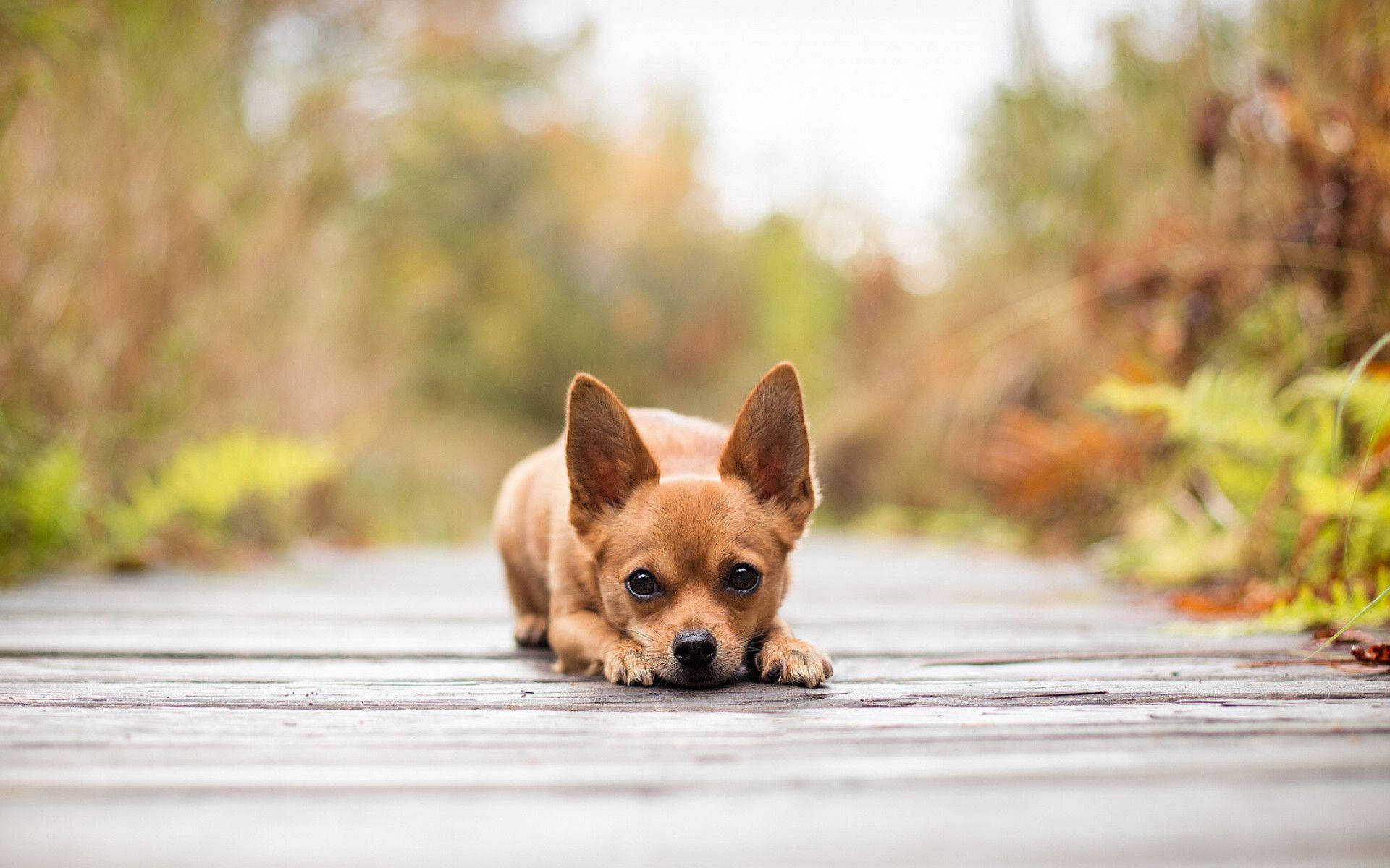 Relaxed Puppyon Wooden Path Background