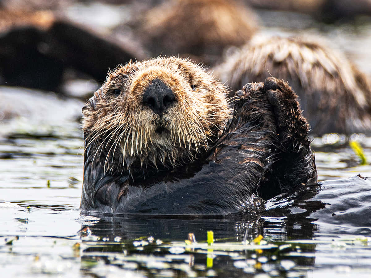 Relaxed_ Sea_ Otter_ Floating Background