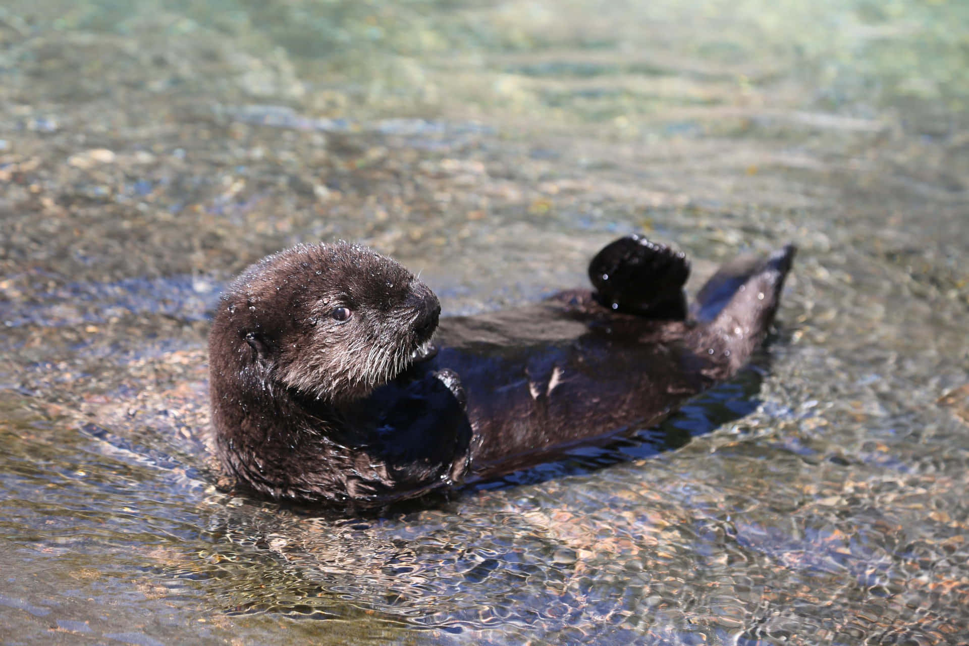 Relaxed_ Sea_ Otter_ Floating Background