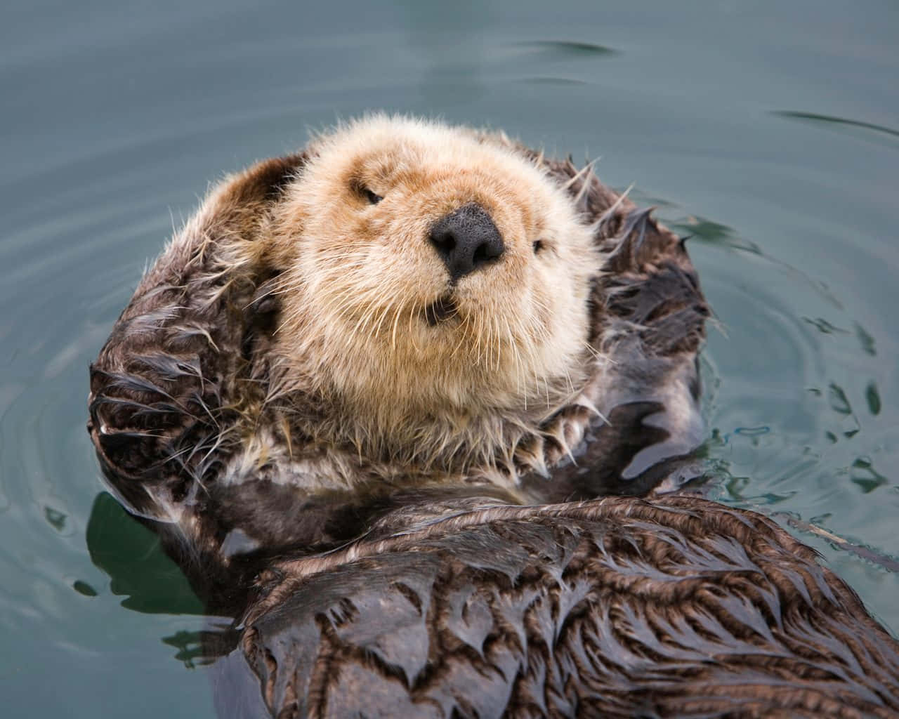 Relaxed Sea Otter Floating Water