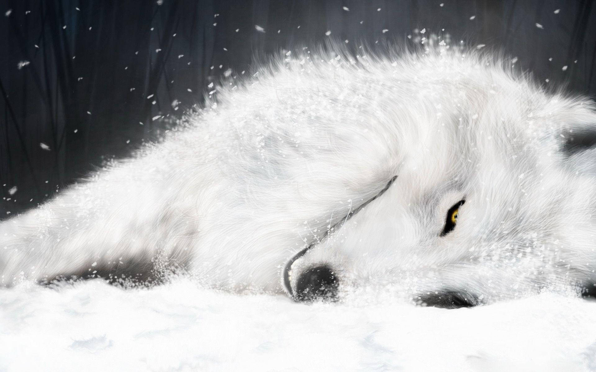 Relaxed Wolf Desktop Background