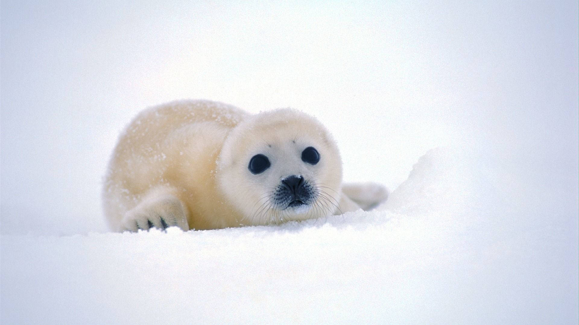 Relaxing Baby Seal Animal Background