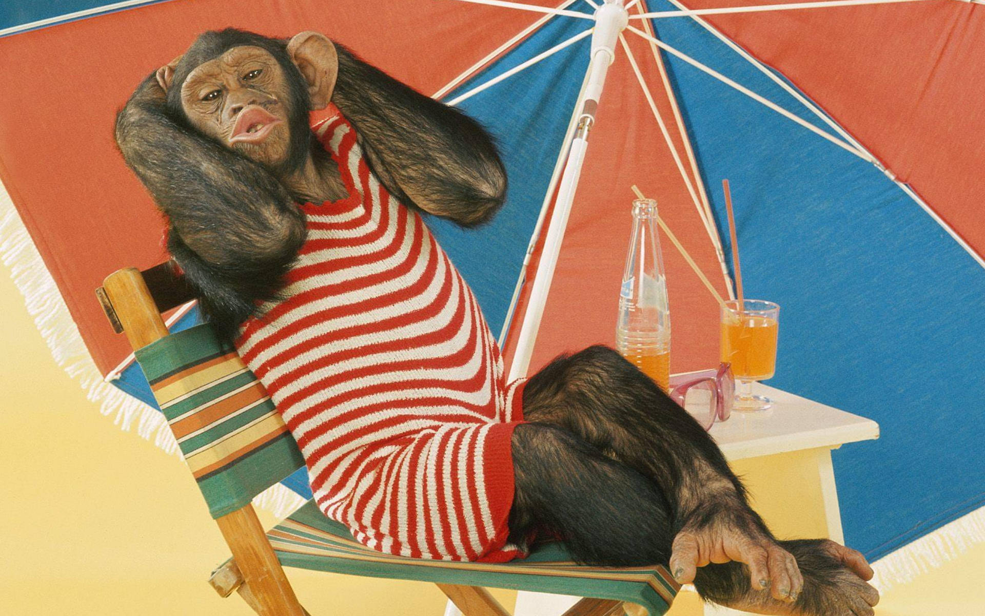 Relaxing Chimpanzee Beach Outfit Background