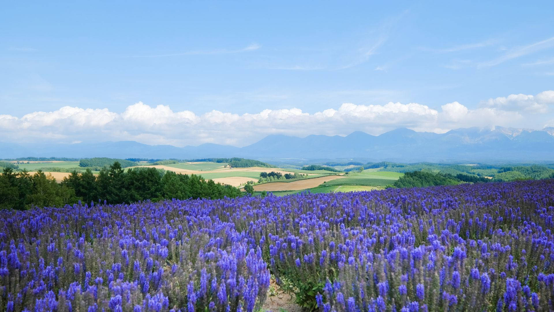 Relaxing Desktop Lavender Field Background