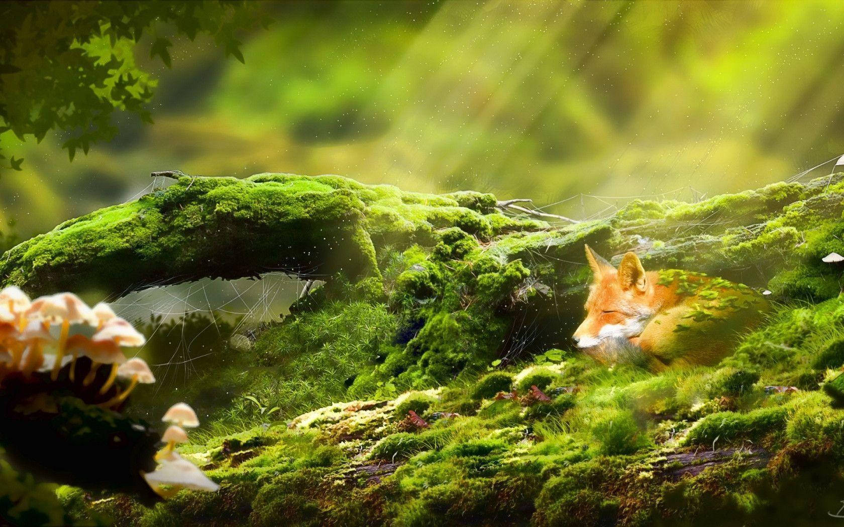 Relaxing Desktop Little Fox Background