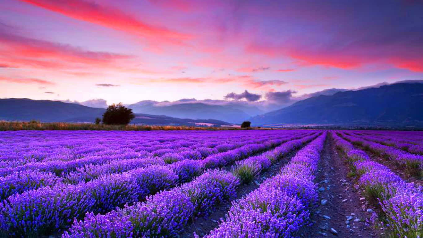 Relaxing In A Lavender Field - Provence, France Background