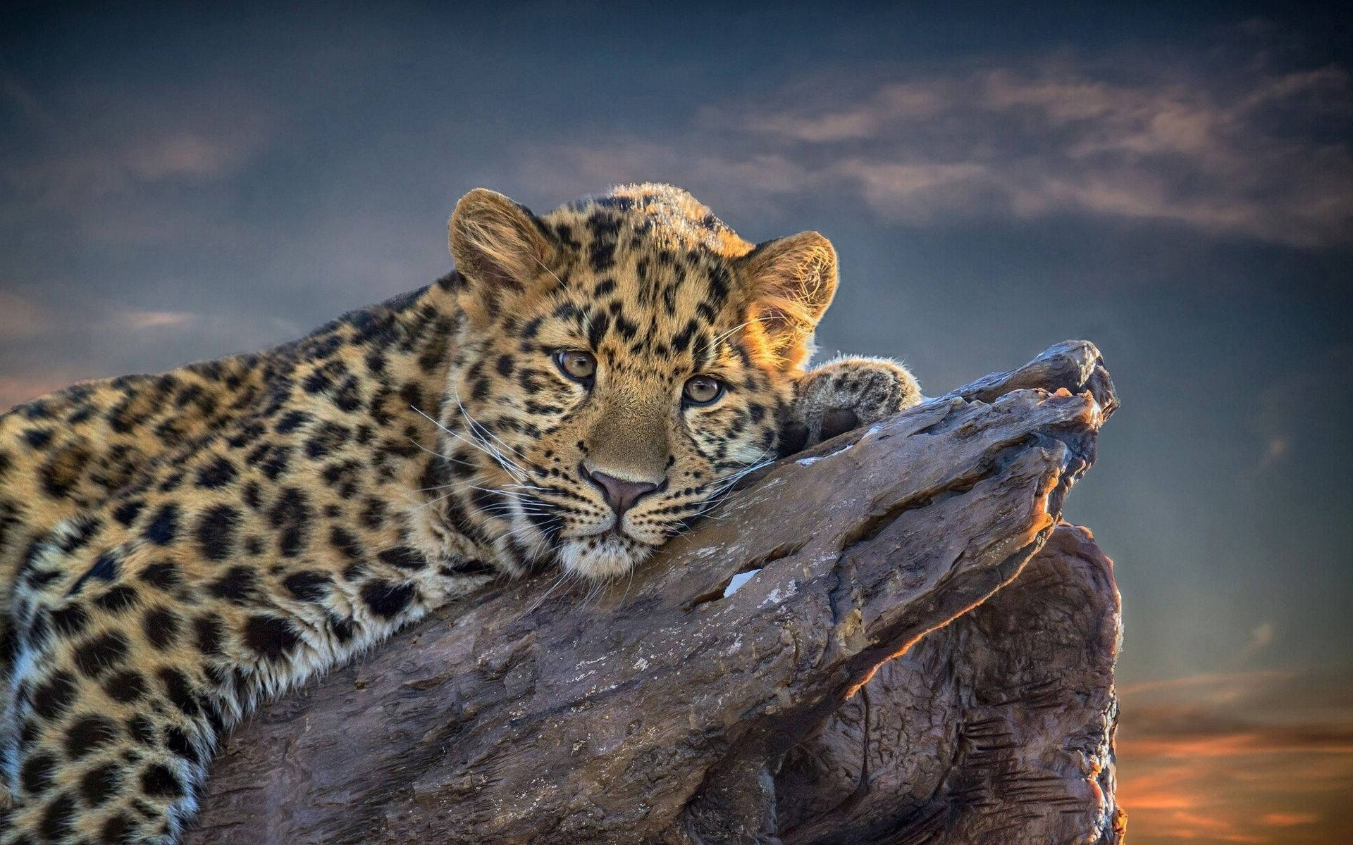 Relaxing Leopard Animal Background