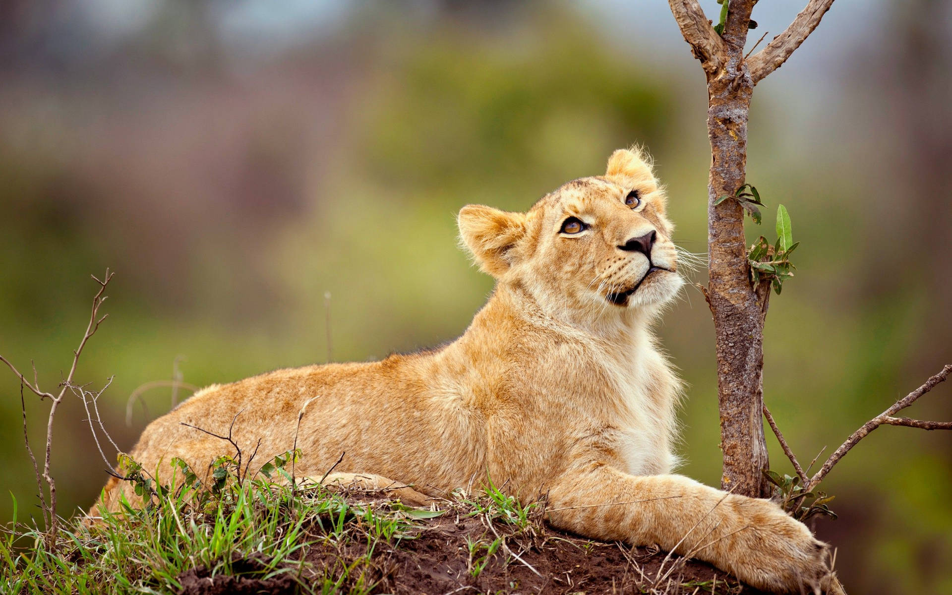 Relaxing Lion Cub Background