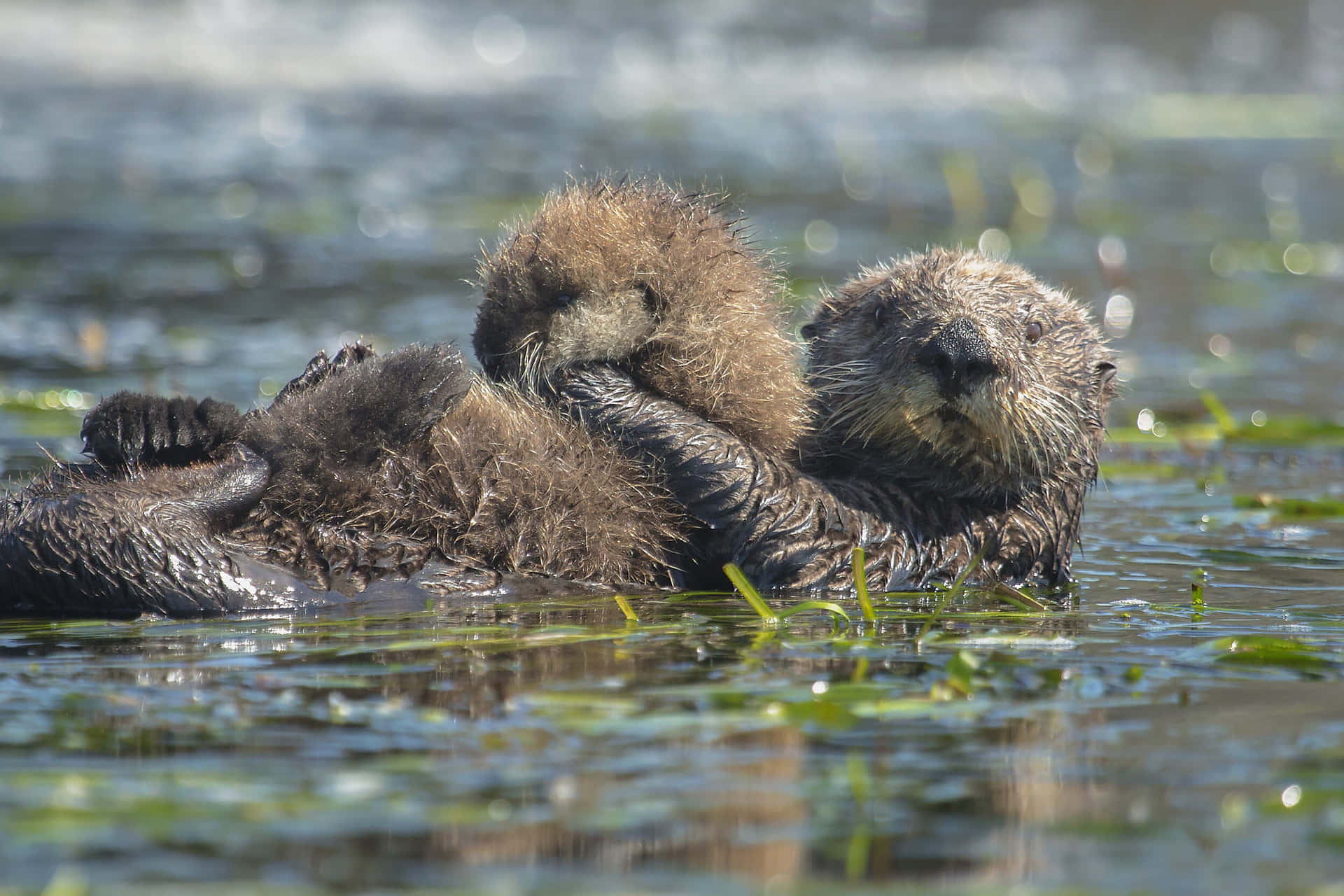 Relaxing_ Sea_ Otter_ Floating