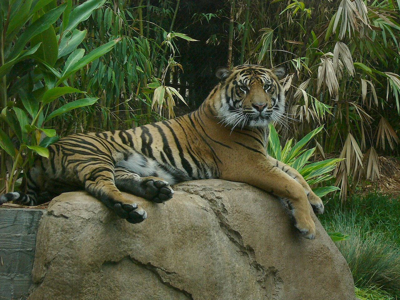 Relaxing Tiger At San Diego Zoo Background