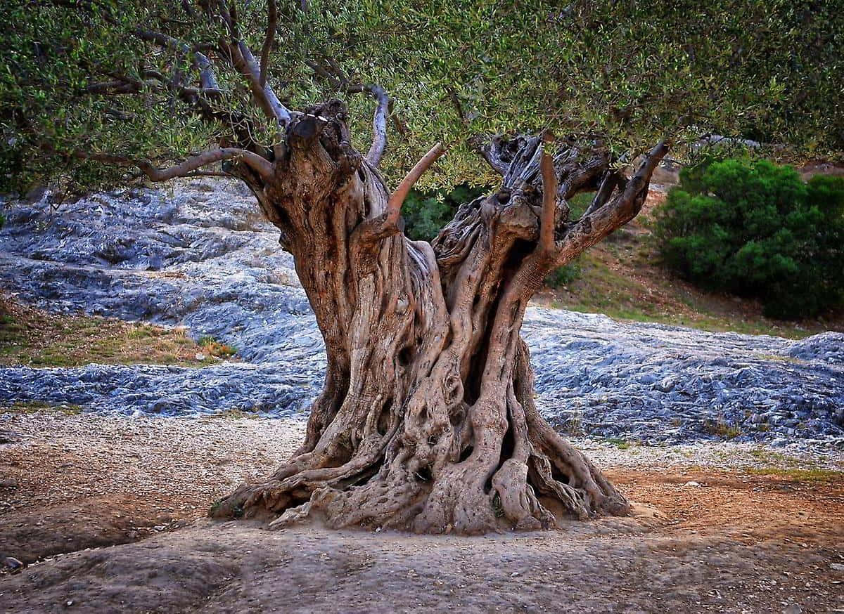 Relaxing Under The Shade Of An Olive Tree Background