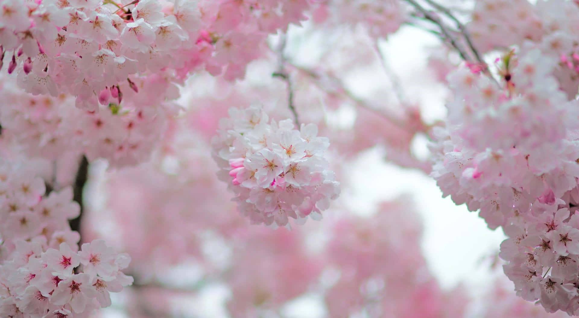 Relish In The Beauty Of This Pink Cherry Blossom Tree Illuminated Against The Night Sky. Background