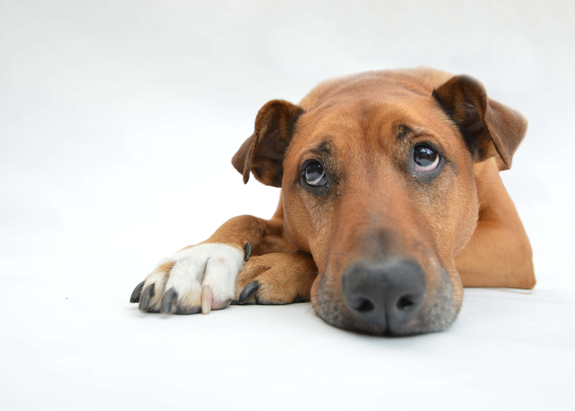 Reluctant Dog Watching Owner Leave Background