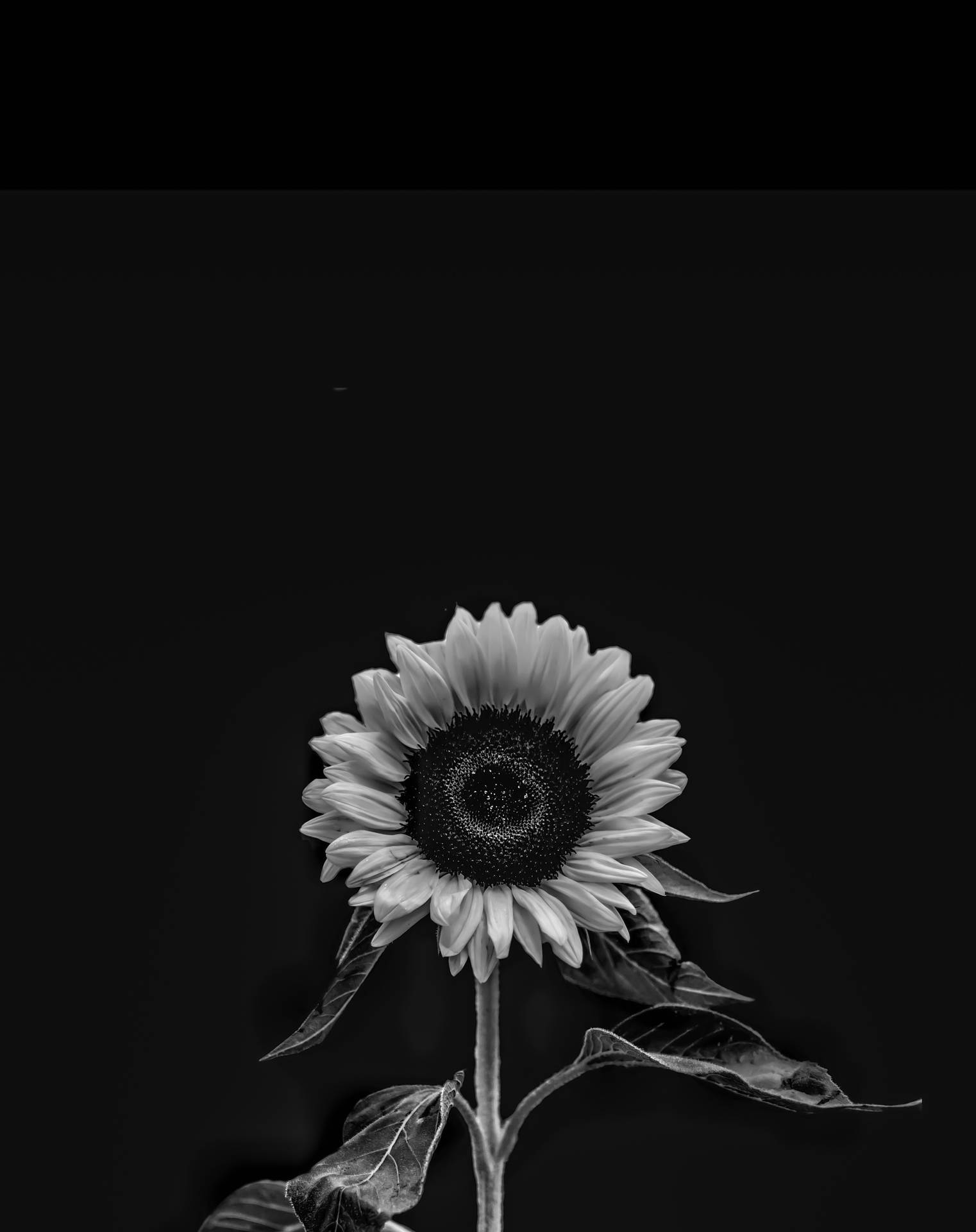 Remarkable 4k Iphone Wallpaper Featuring A Black And White Sunflower Background