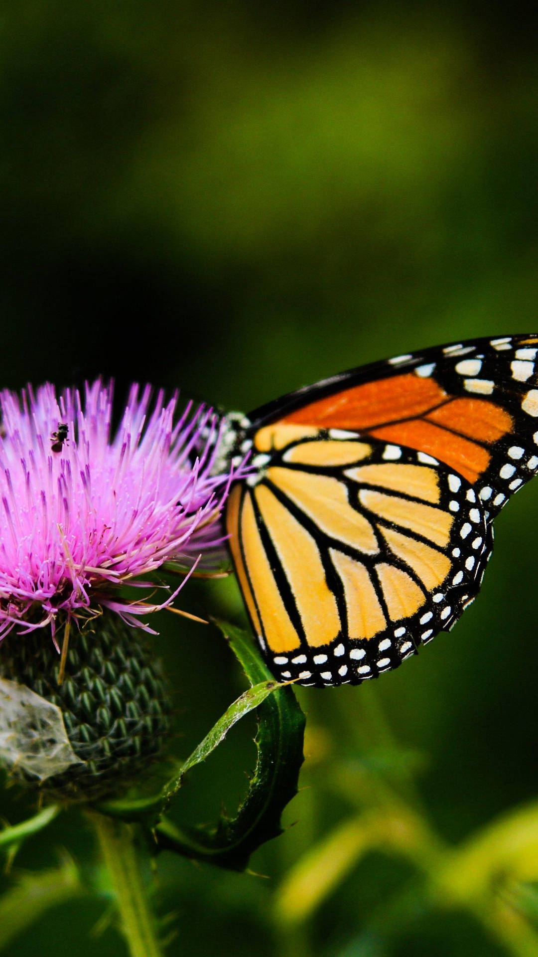 Remarkable Butterfly Iphone Screen Display Background