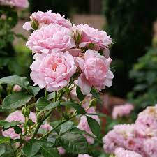 Reminiscent Pink Rose Flowers