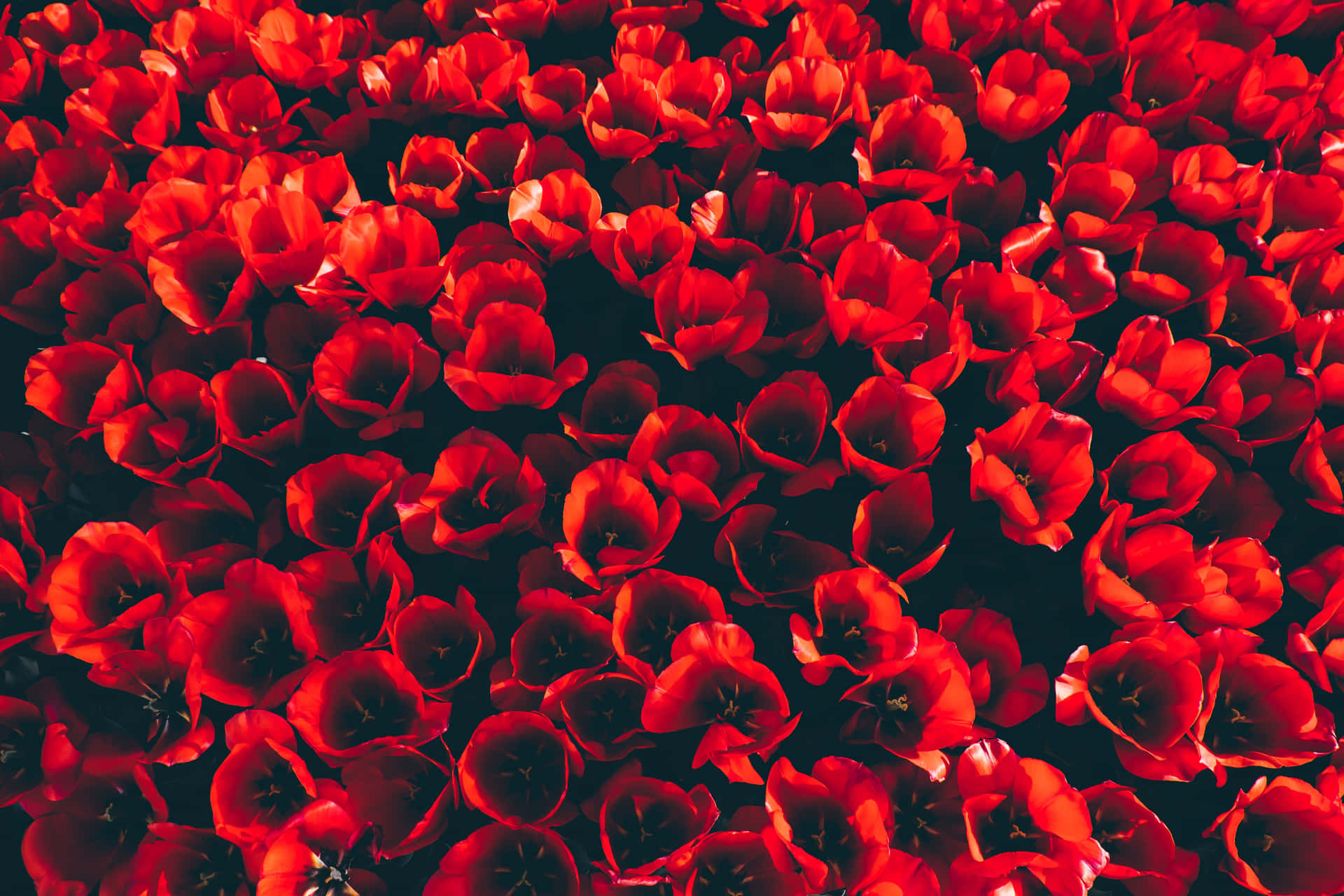 Repetitive Red Flowers [wallpaper] Background