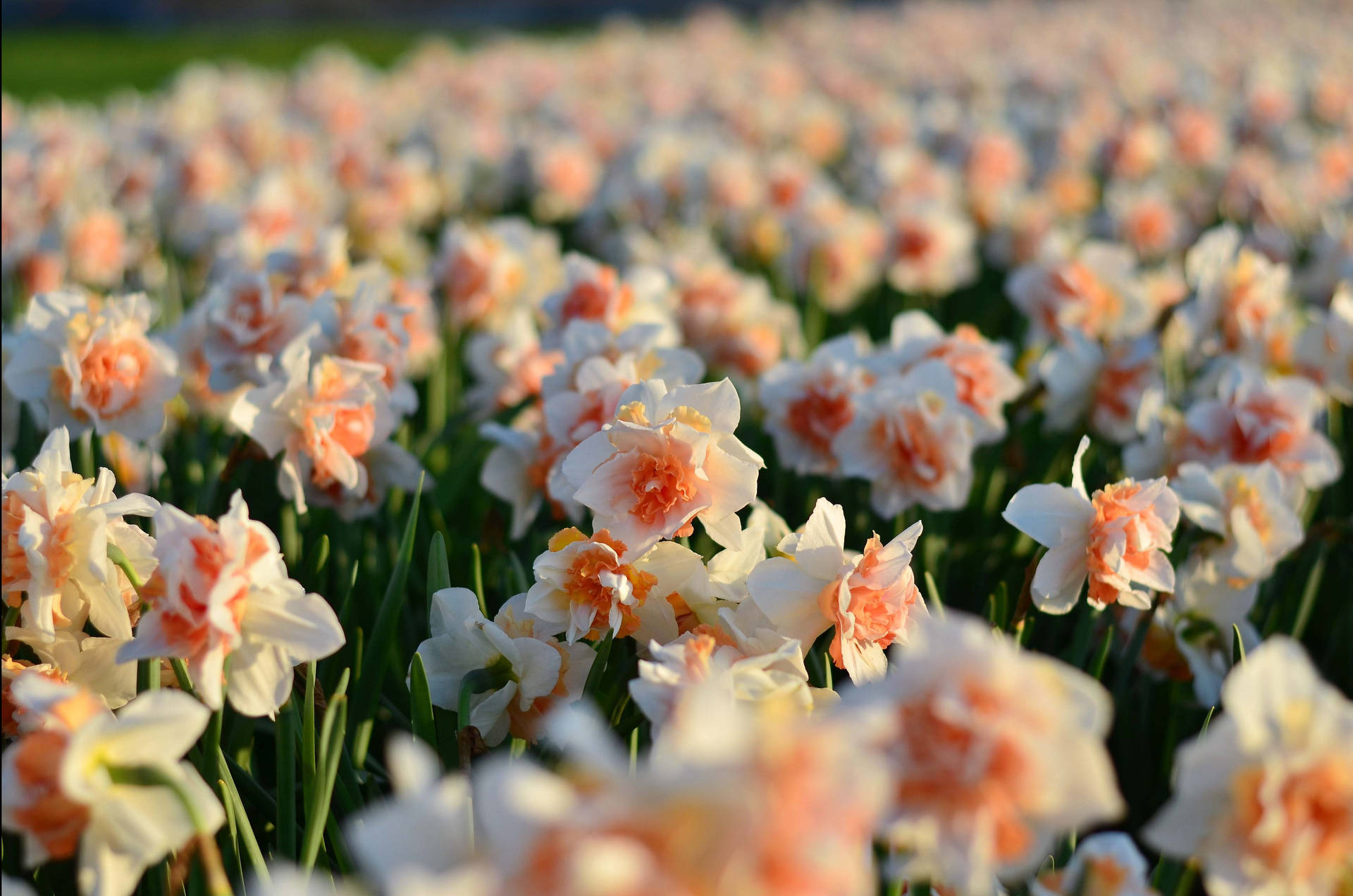 Replete Narcissus Flower Field Background