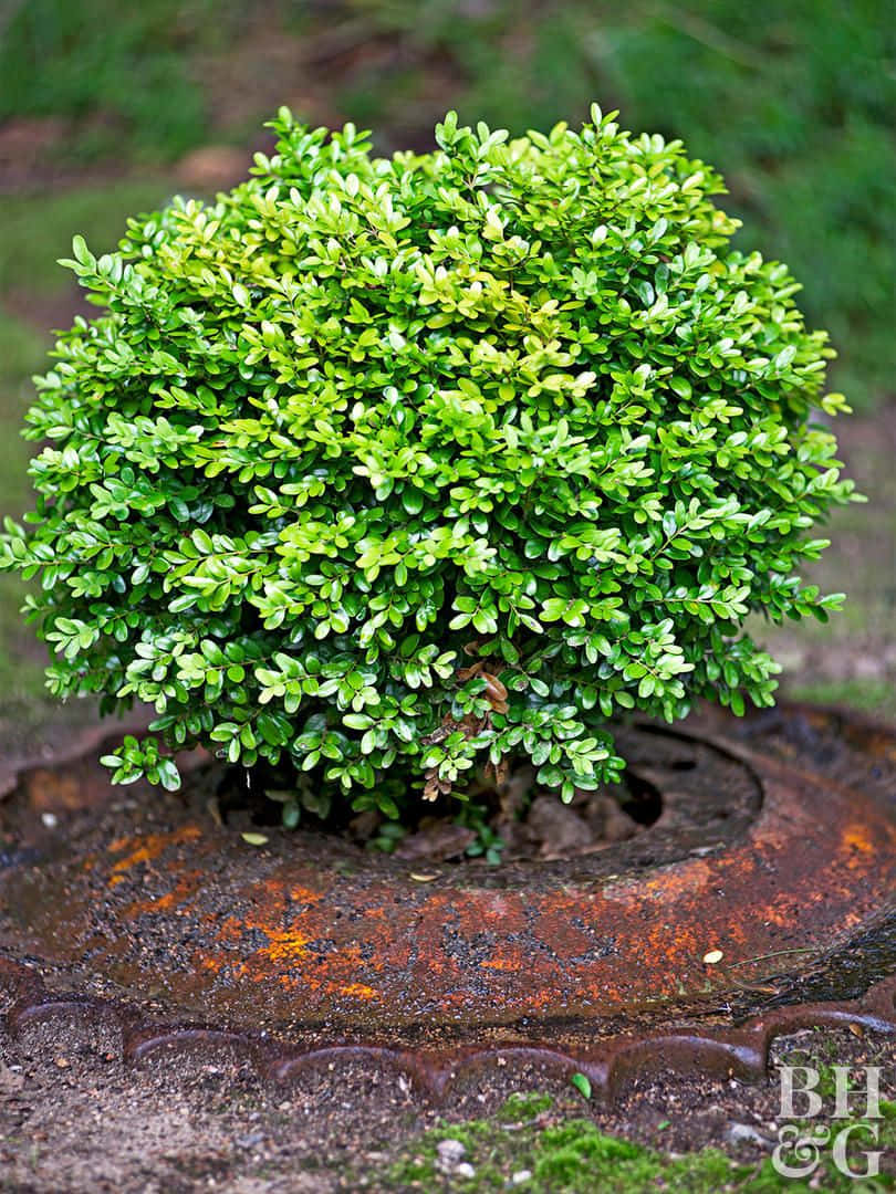 Repurposed Plant Box Cover Bush Background