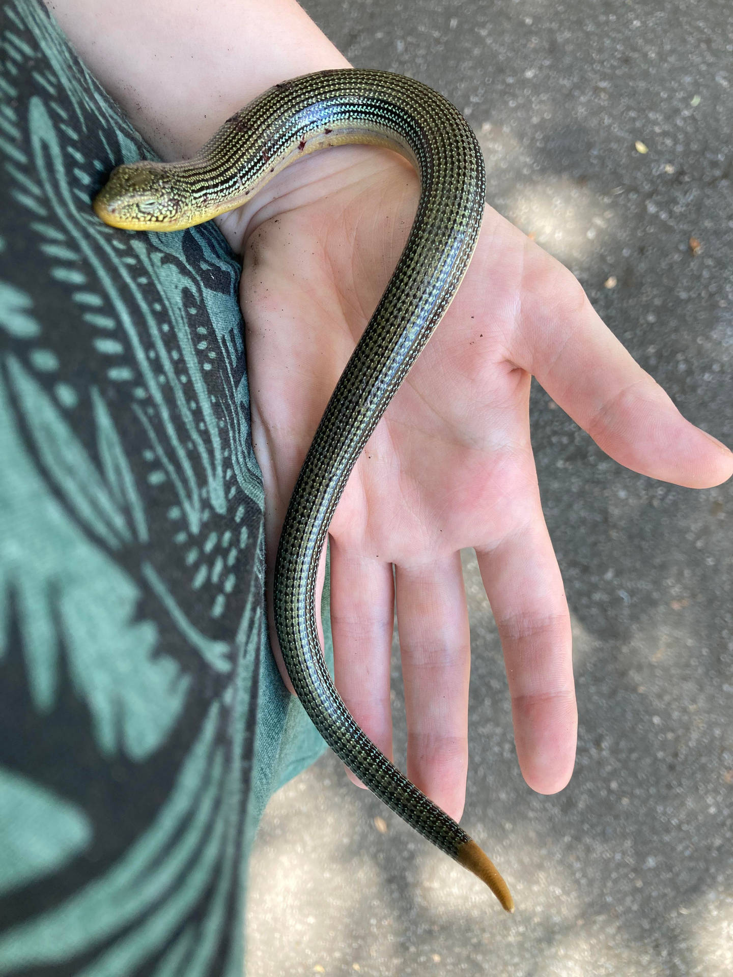 Rescued Eastern Glass Lizard Background