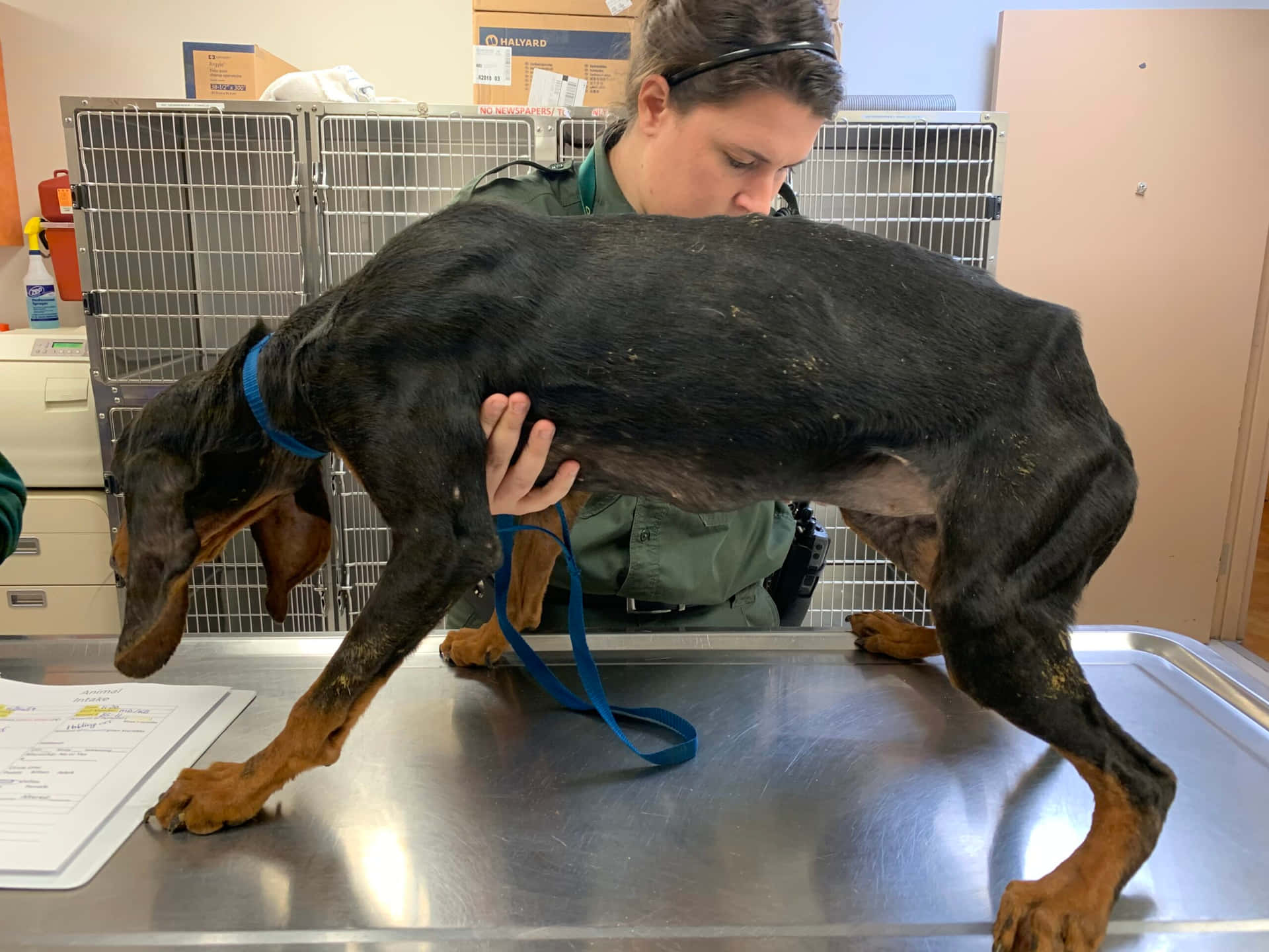 Rescued Emaciated Dog Background