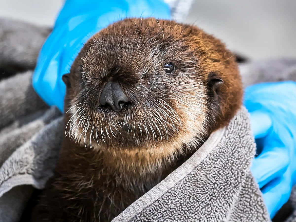 Rescued Sea Otter Wrappedin Towel Background