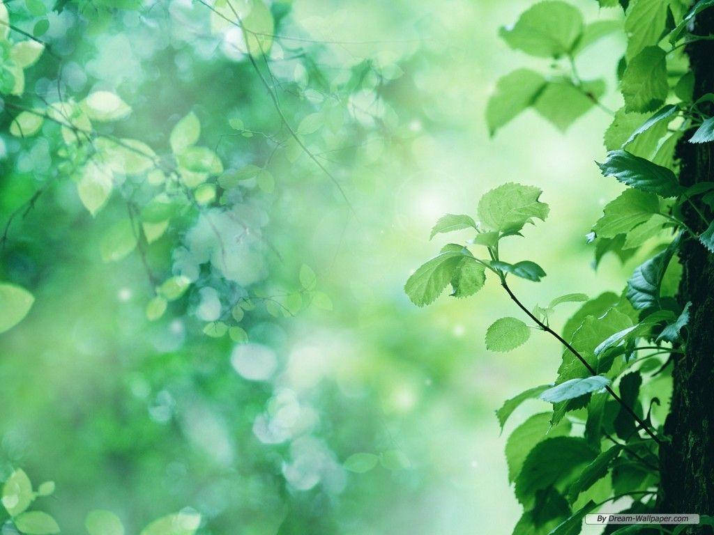 Resilient Green Nature Vine