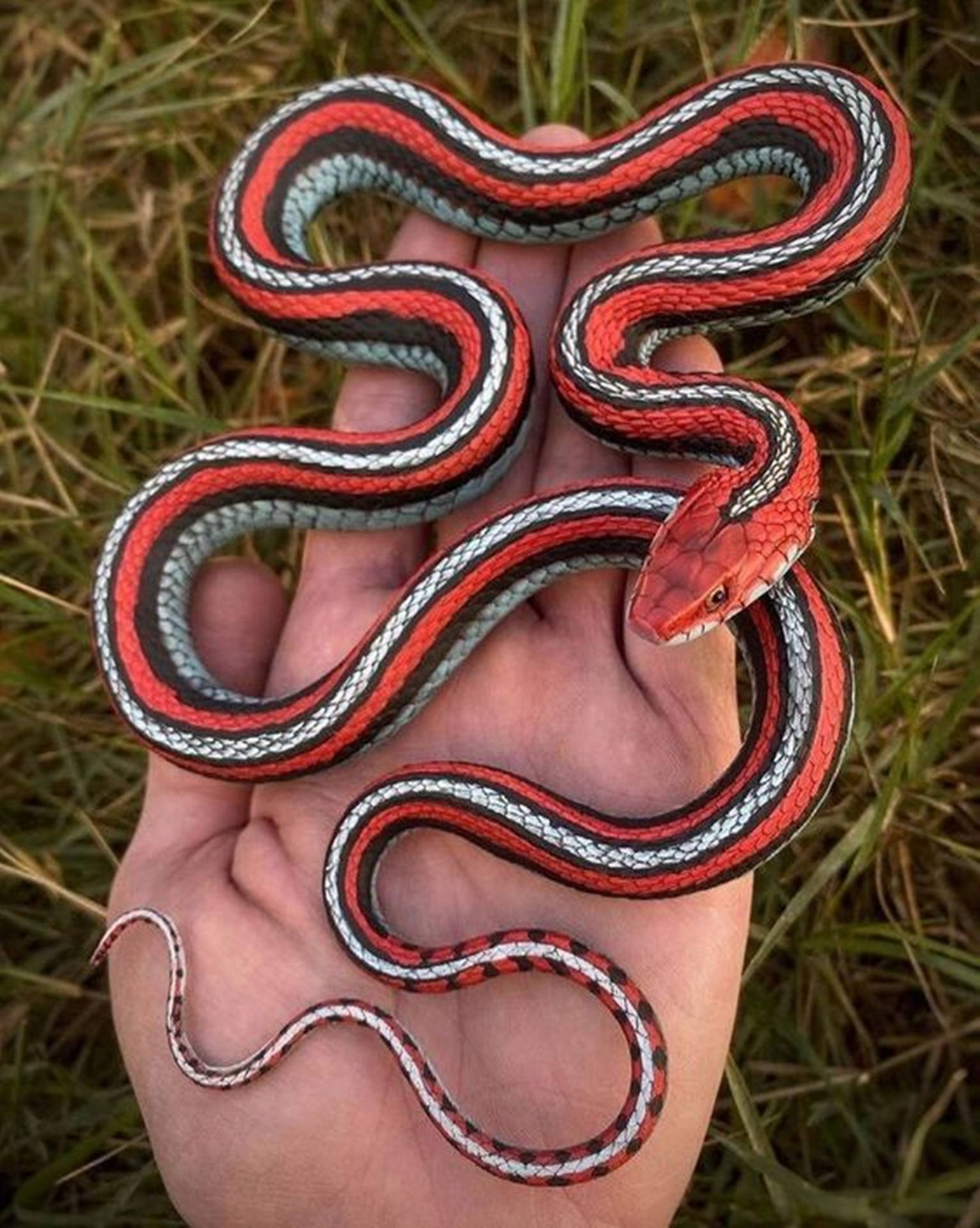 Resin Garter Snake Background