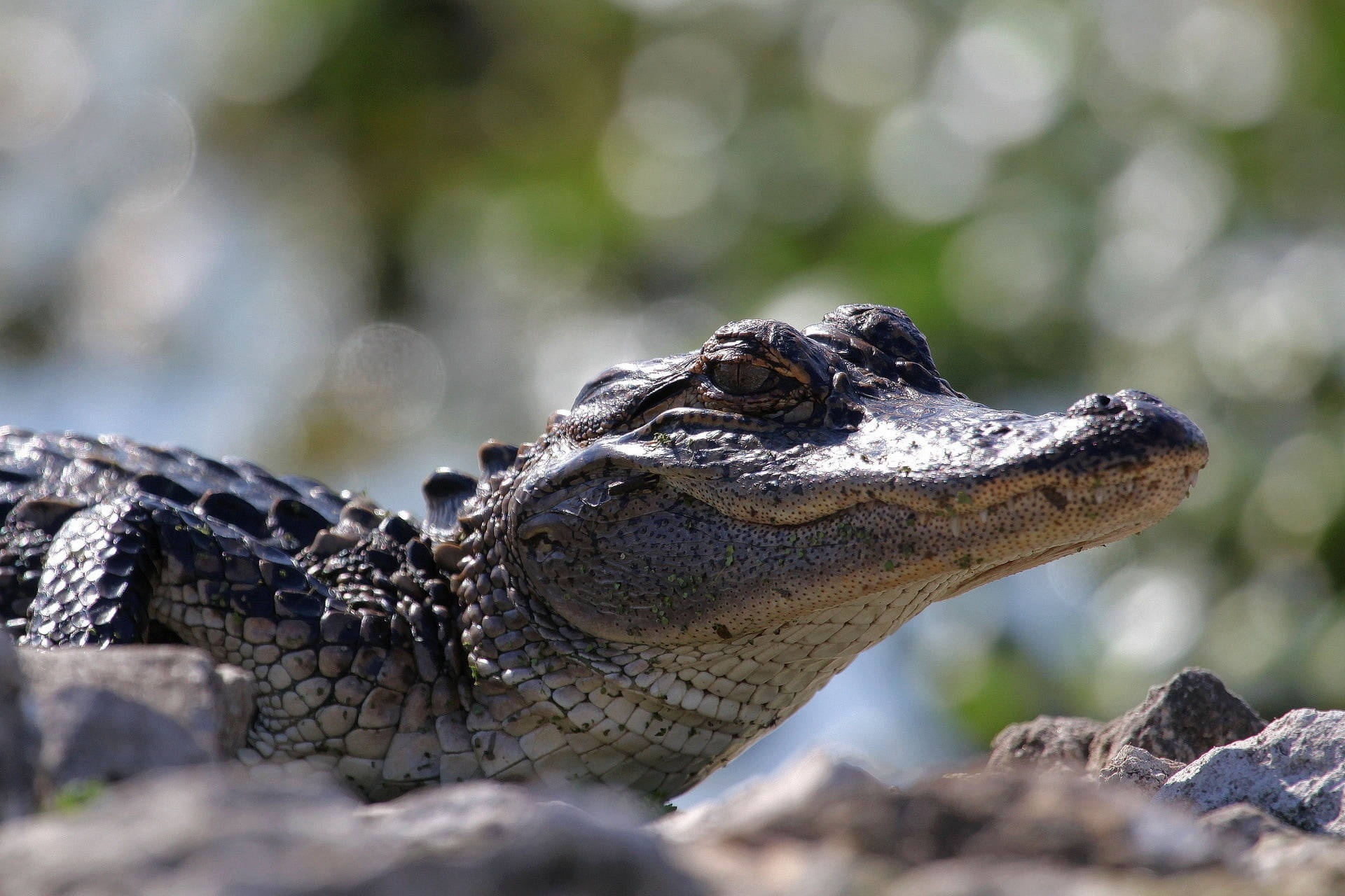 Restful Caiman