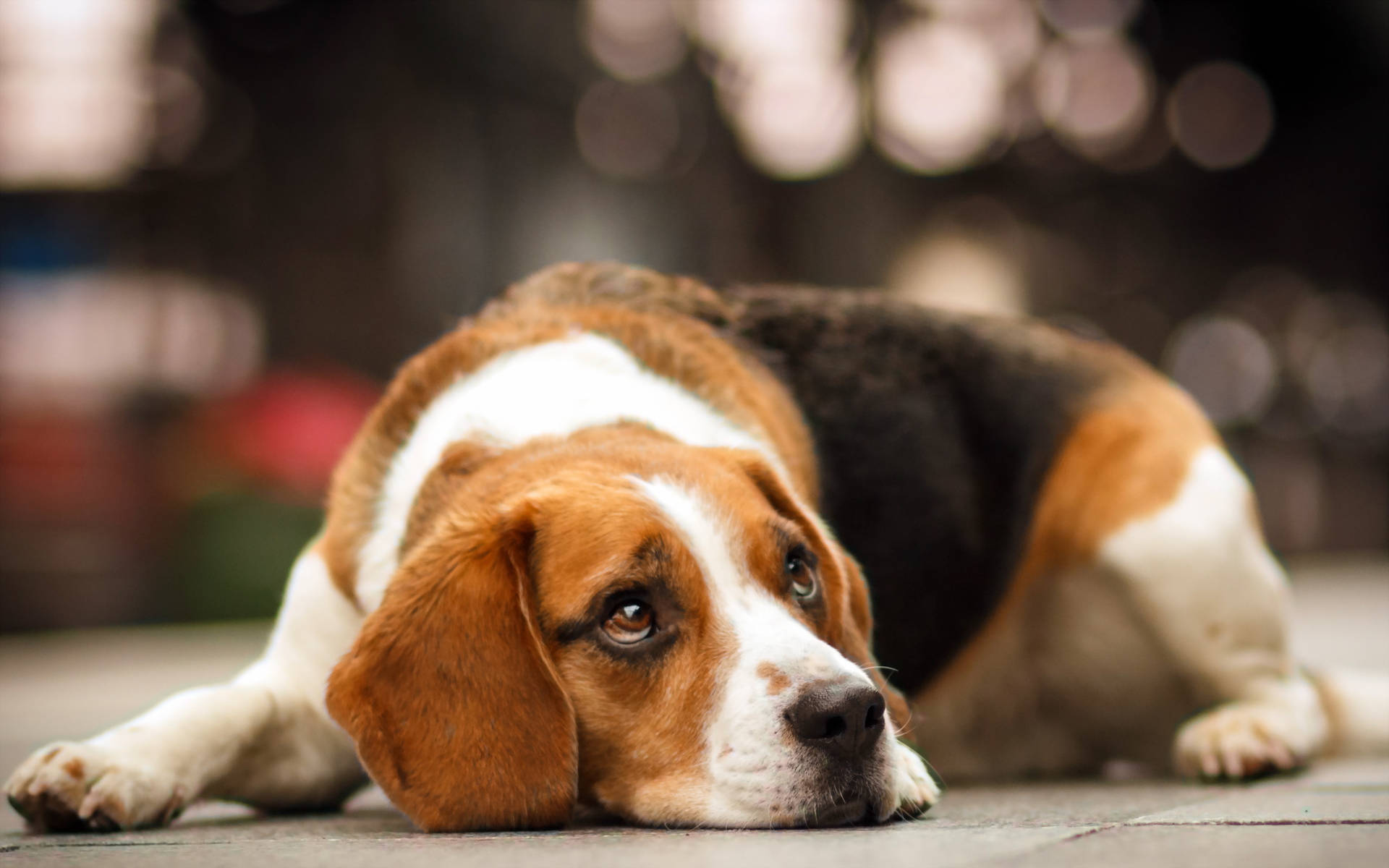 Resting Beagle Dog Background