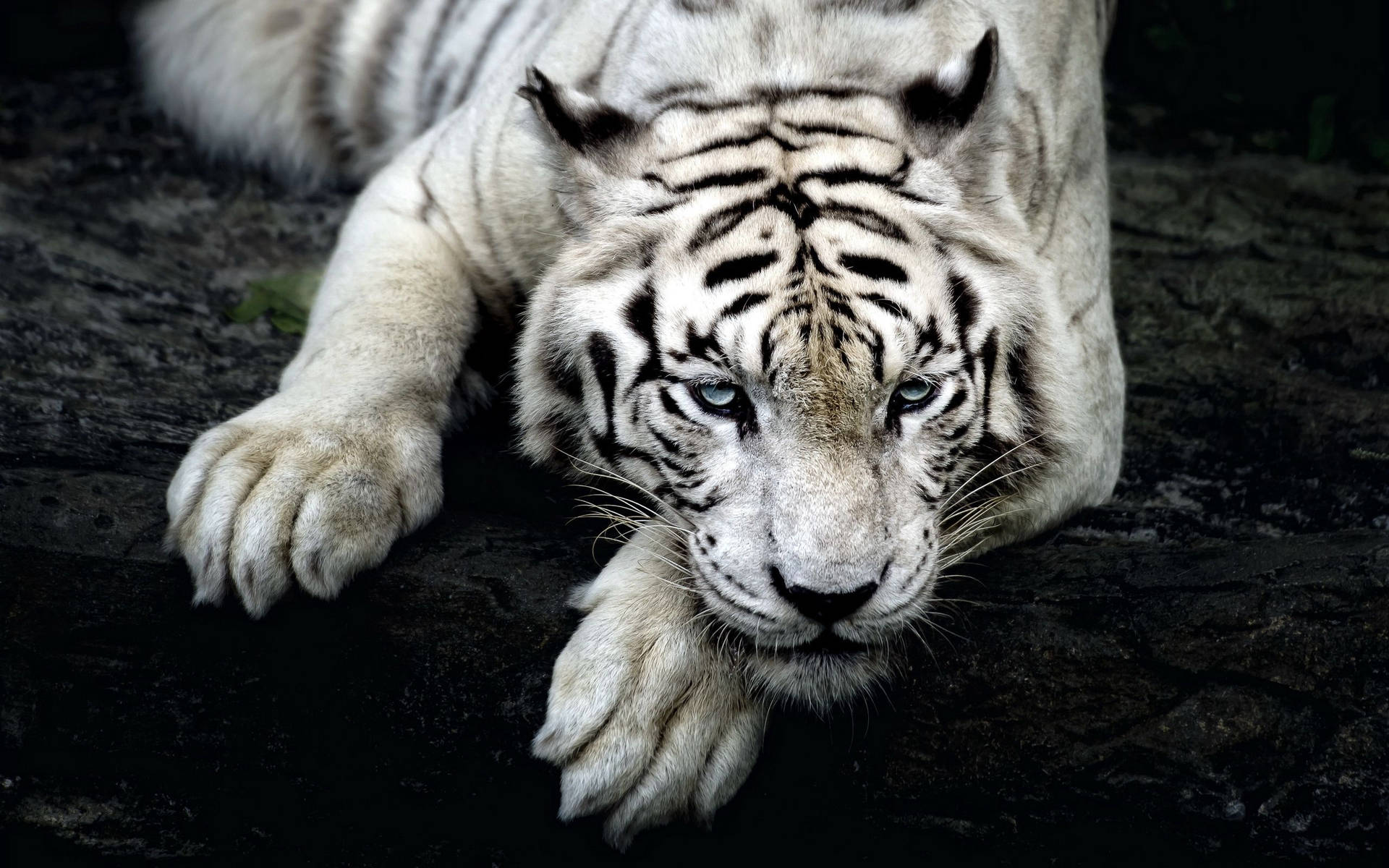 Resting Beauty - A Majestic Albino Tiger Background