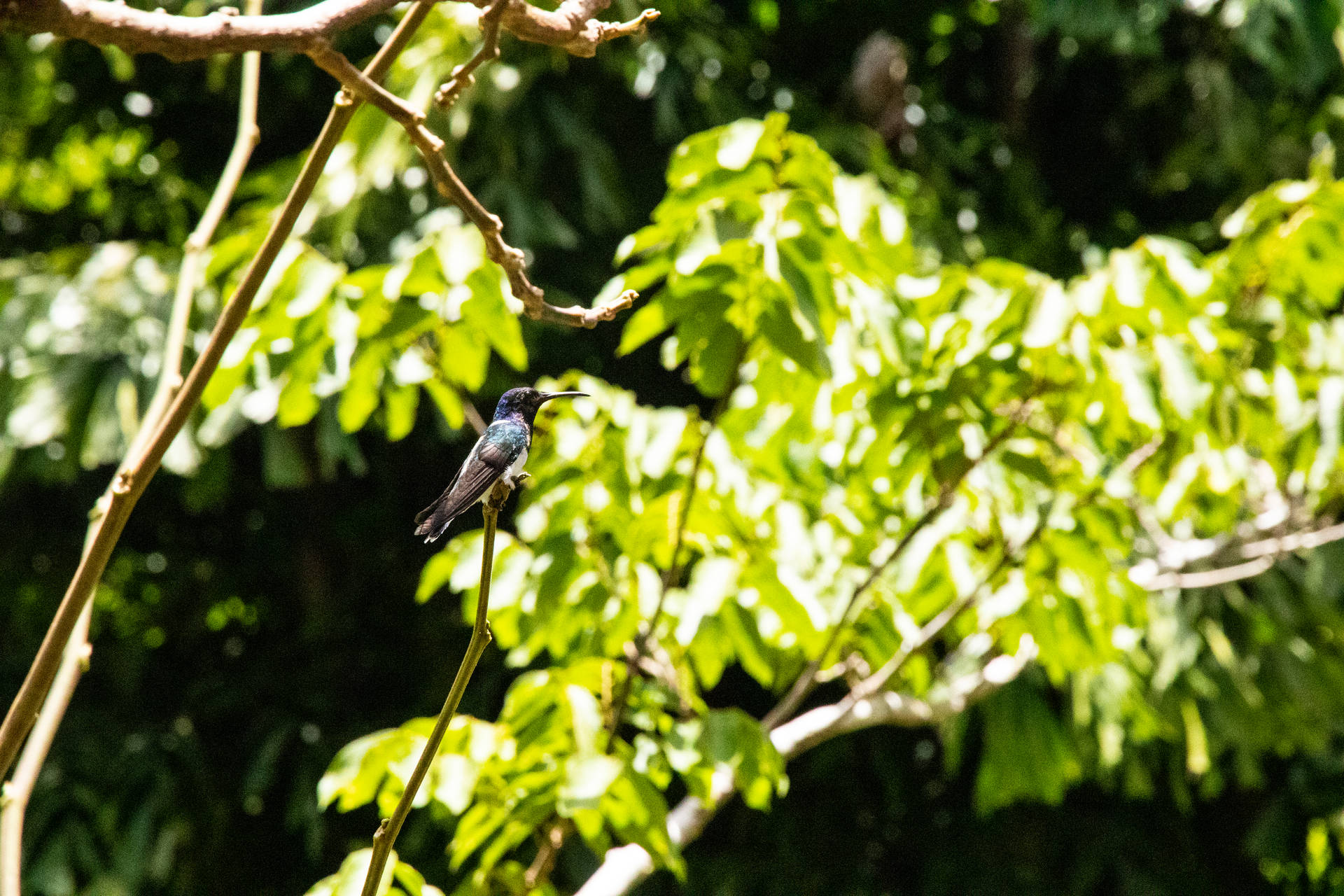 Resting Belize Hummingbird Background