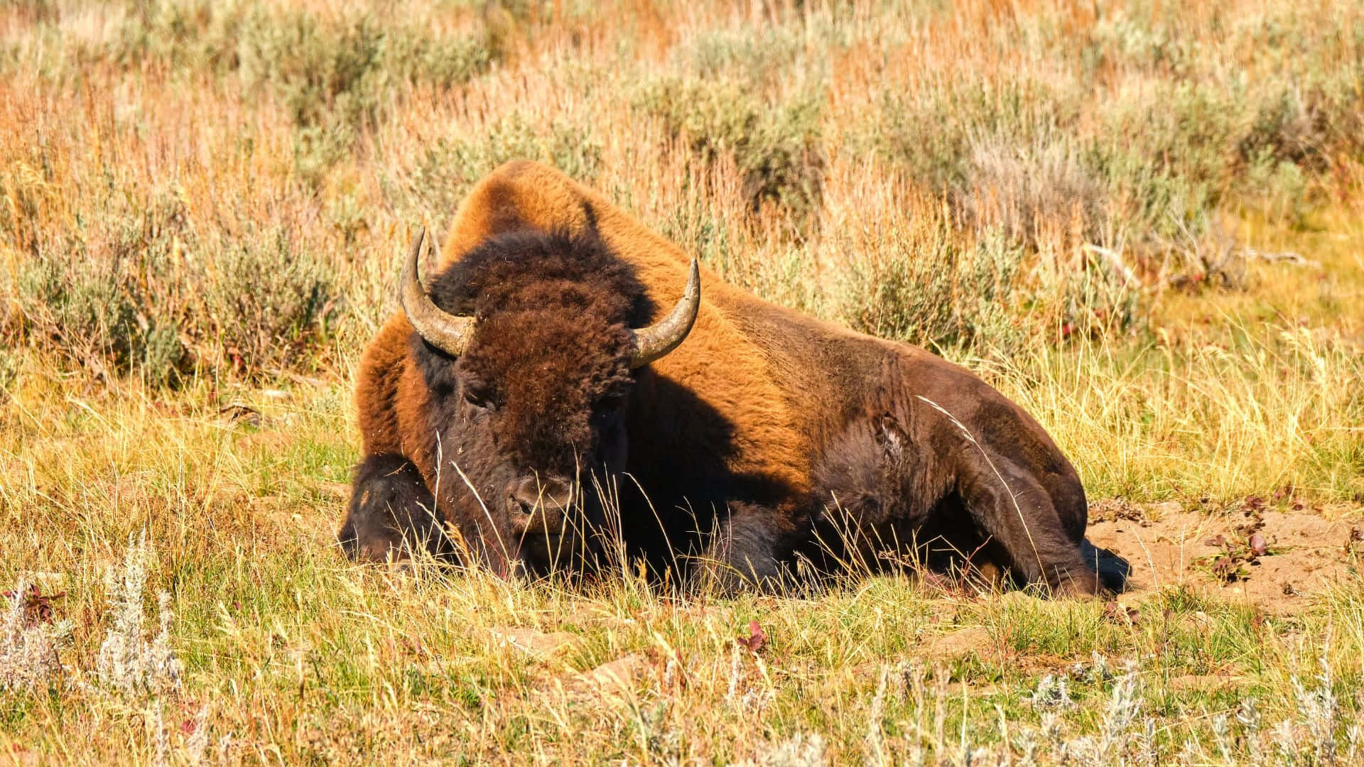 Resting Bisonin Grassland.jpg Background