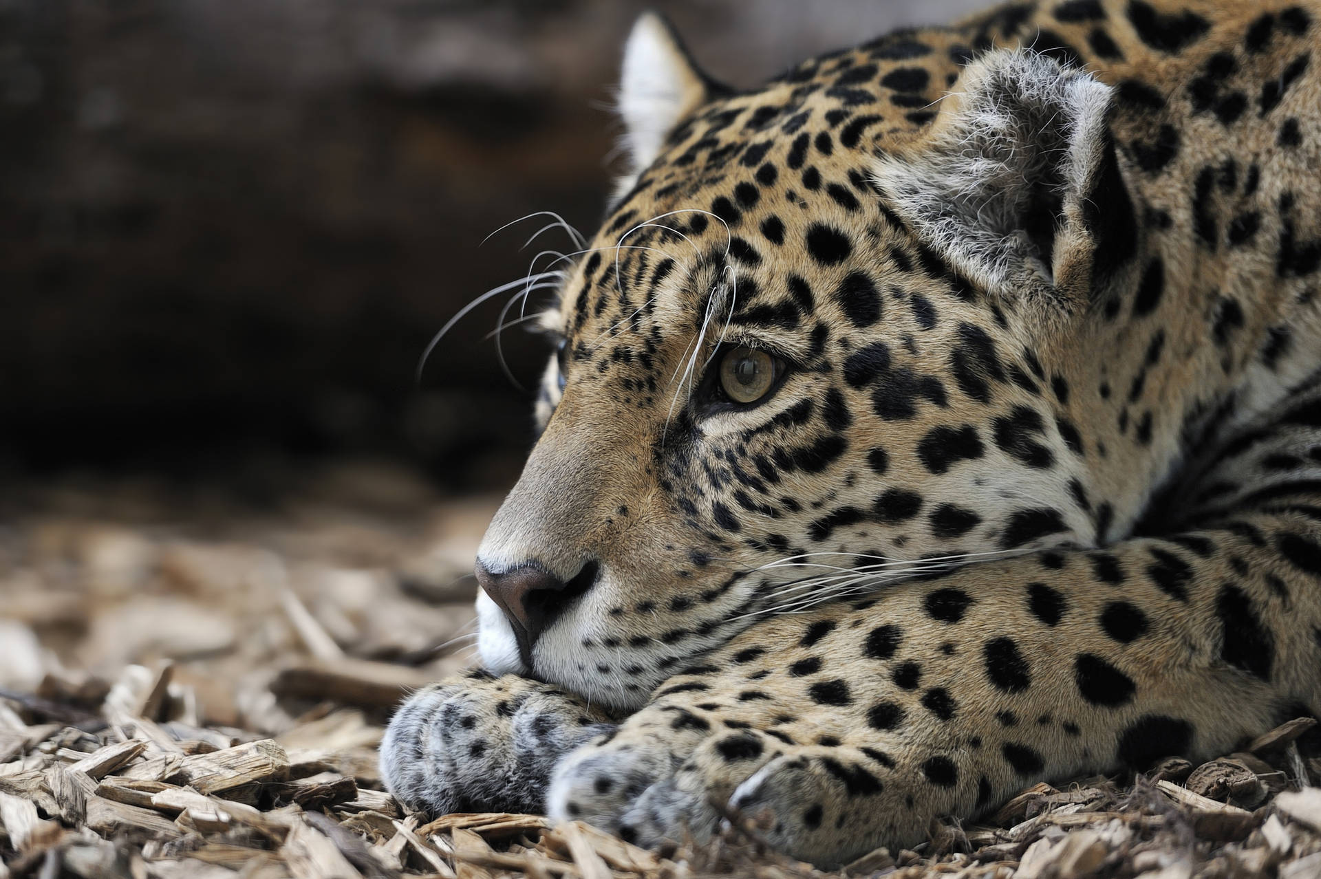 Resting Brown Jaguar