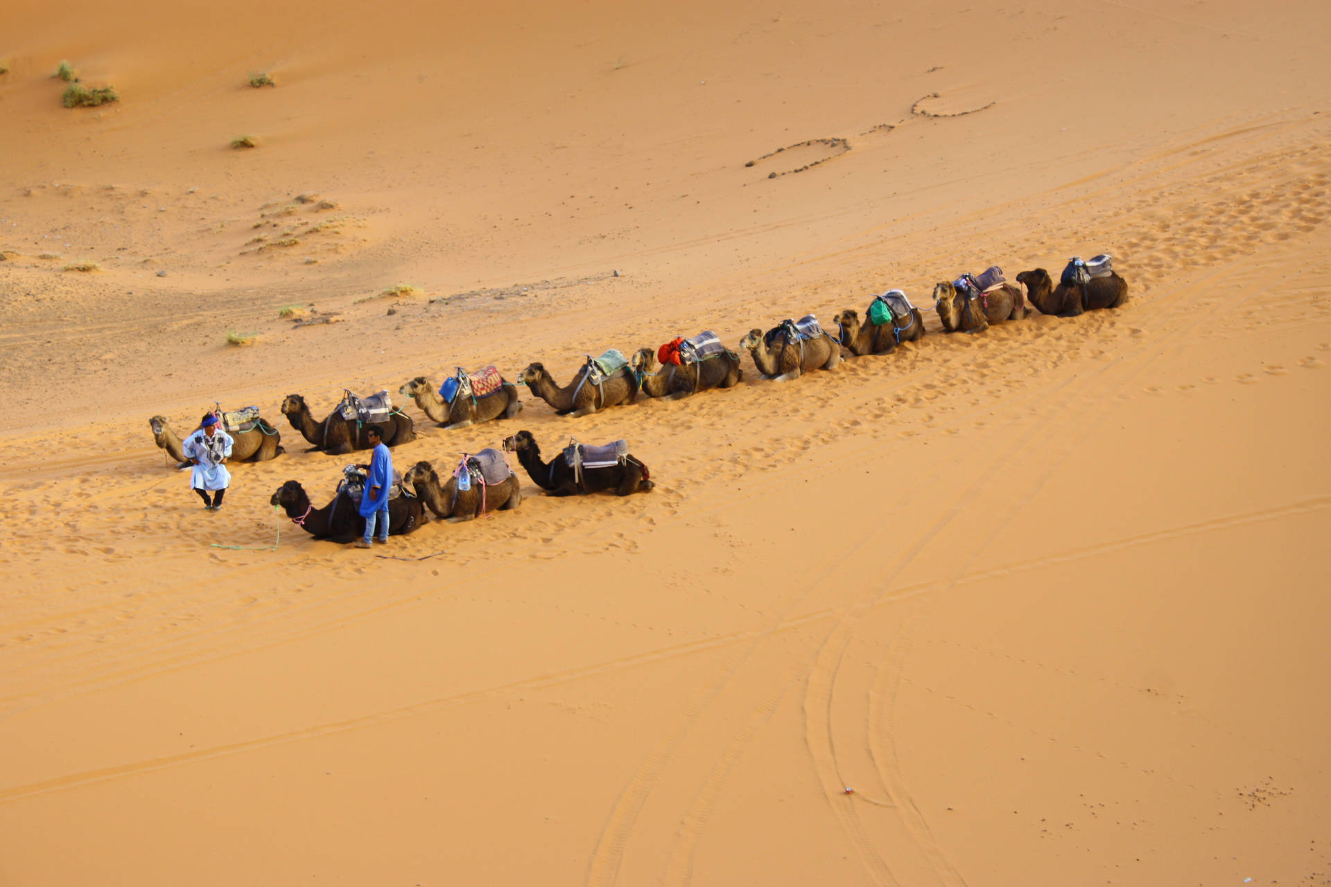 Resting Camels In The Sahara