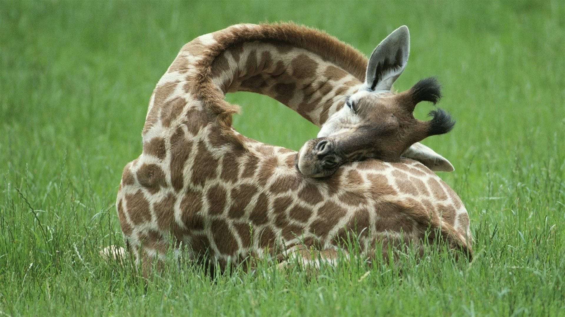 Resting Giraffe On Grass Background