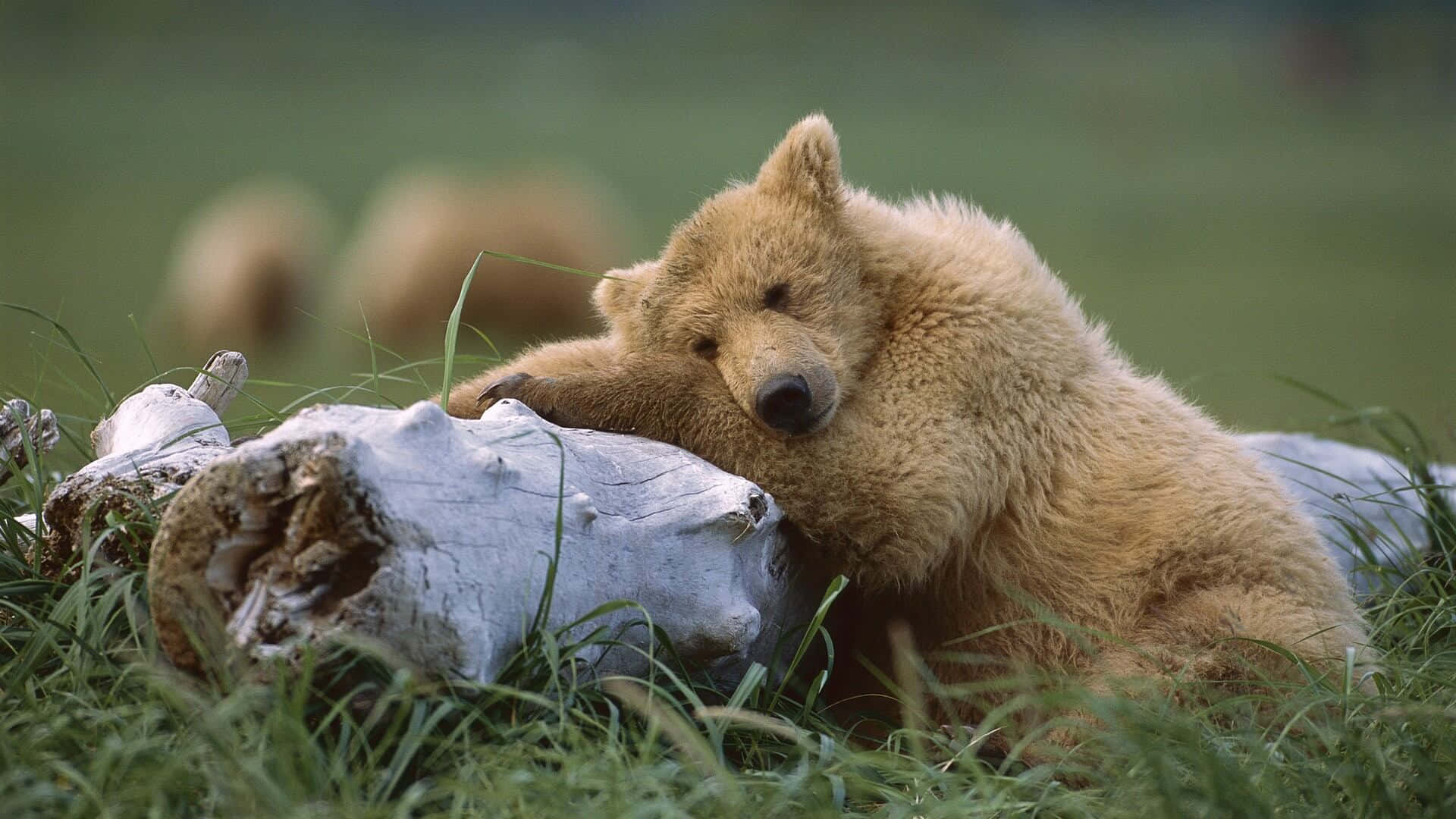 Resting Grizzly Bear Cub Background