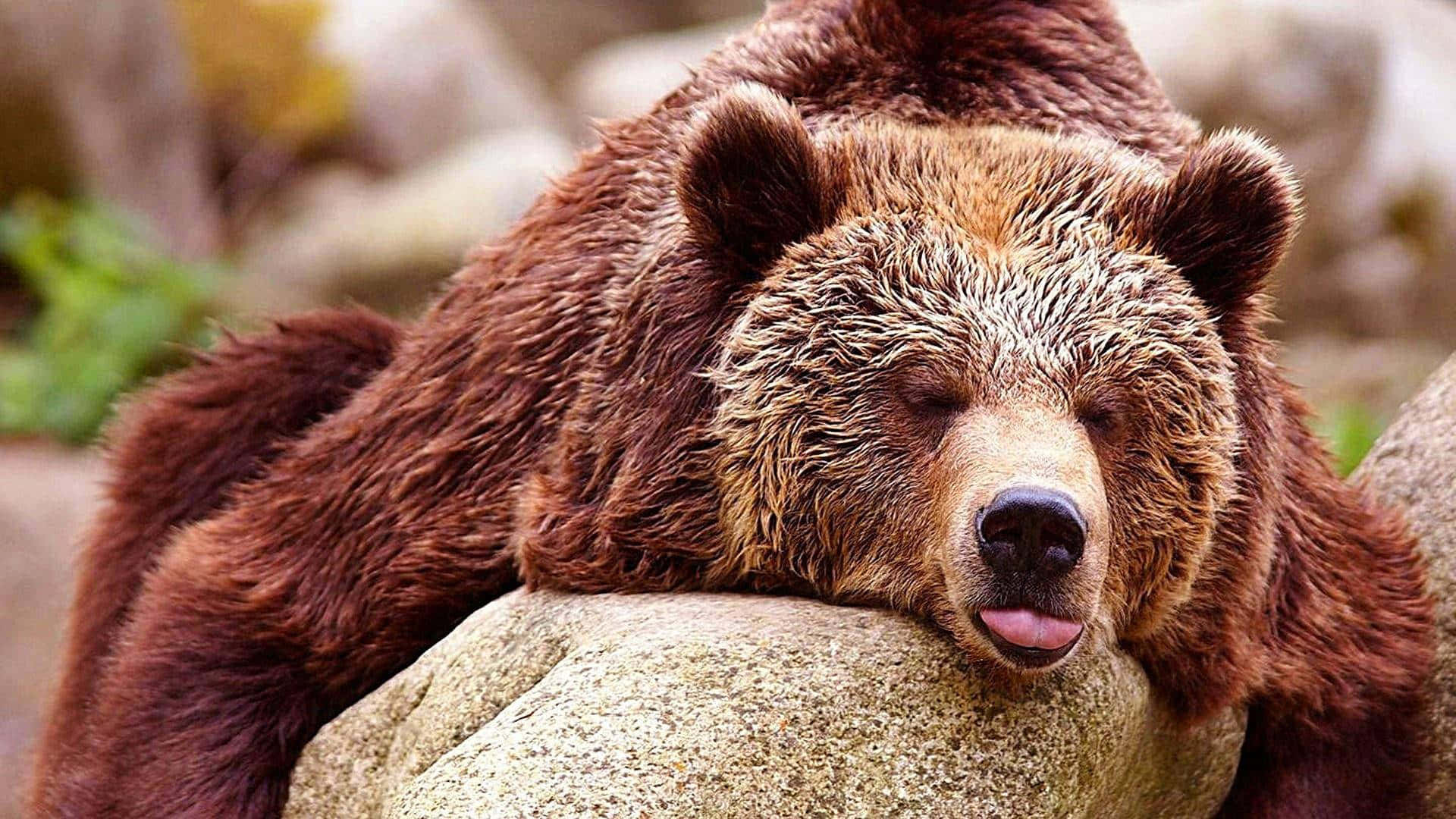 Resting Grizzly Bear Tongue Out Background