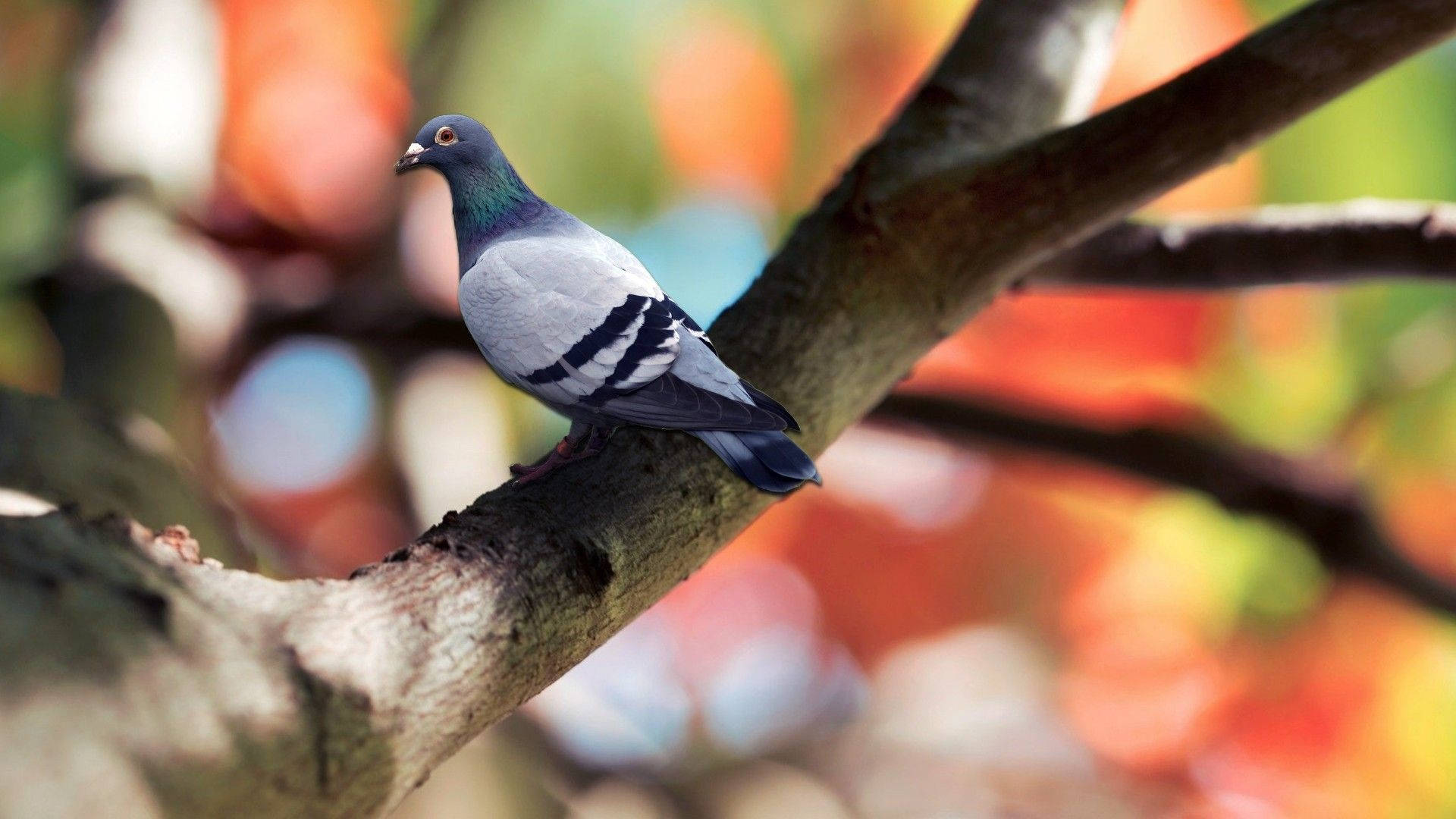 Resting Homing Pigeon On Tree With Bokeh Background