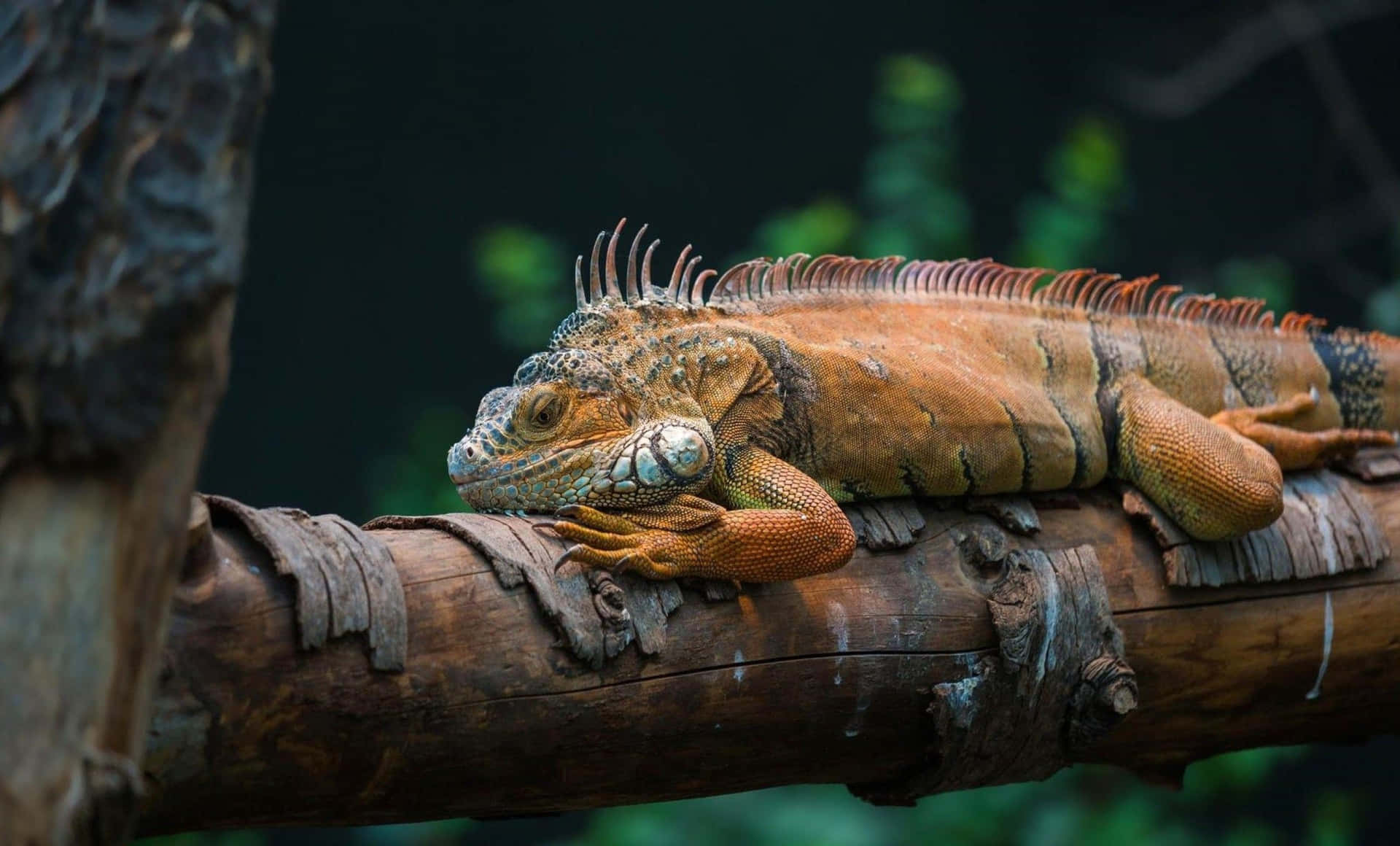 Resting Iguanaon Tree Branch Background