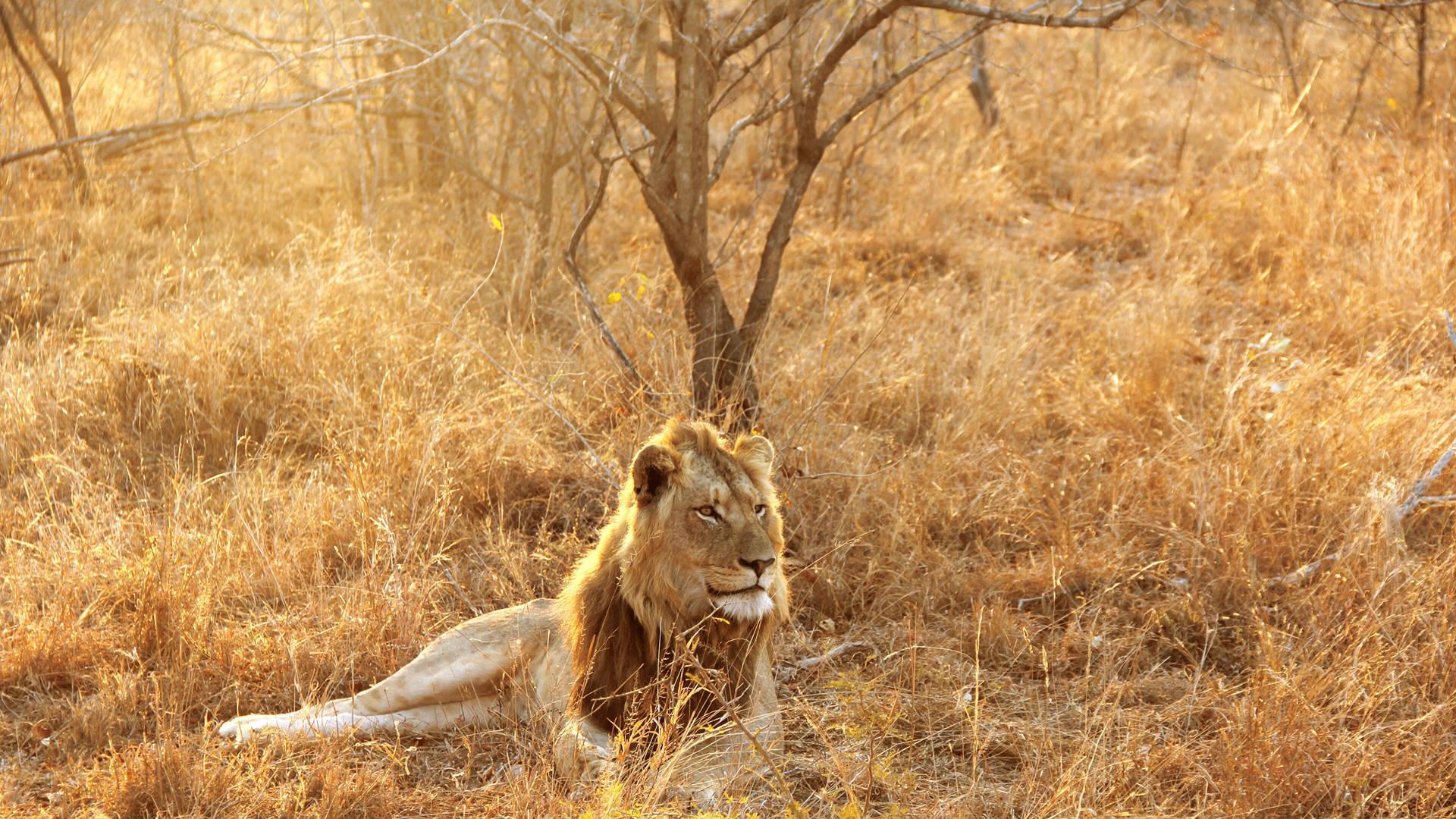 Resting Lion In Africa 4k