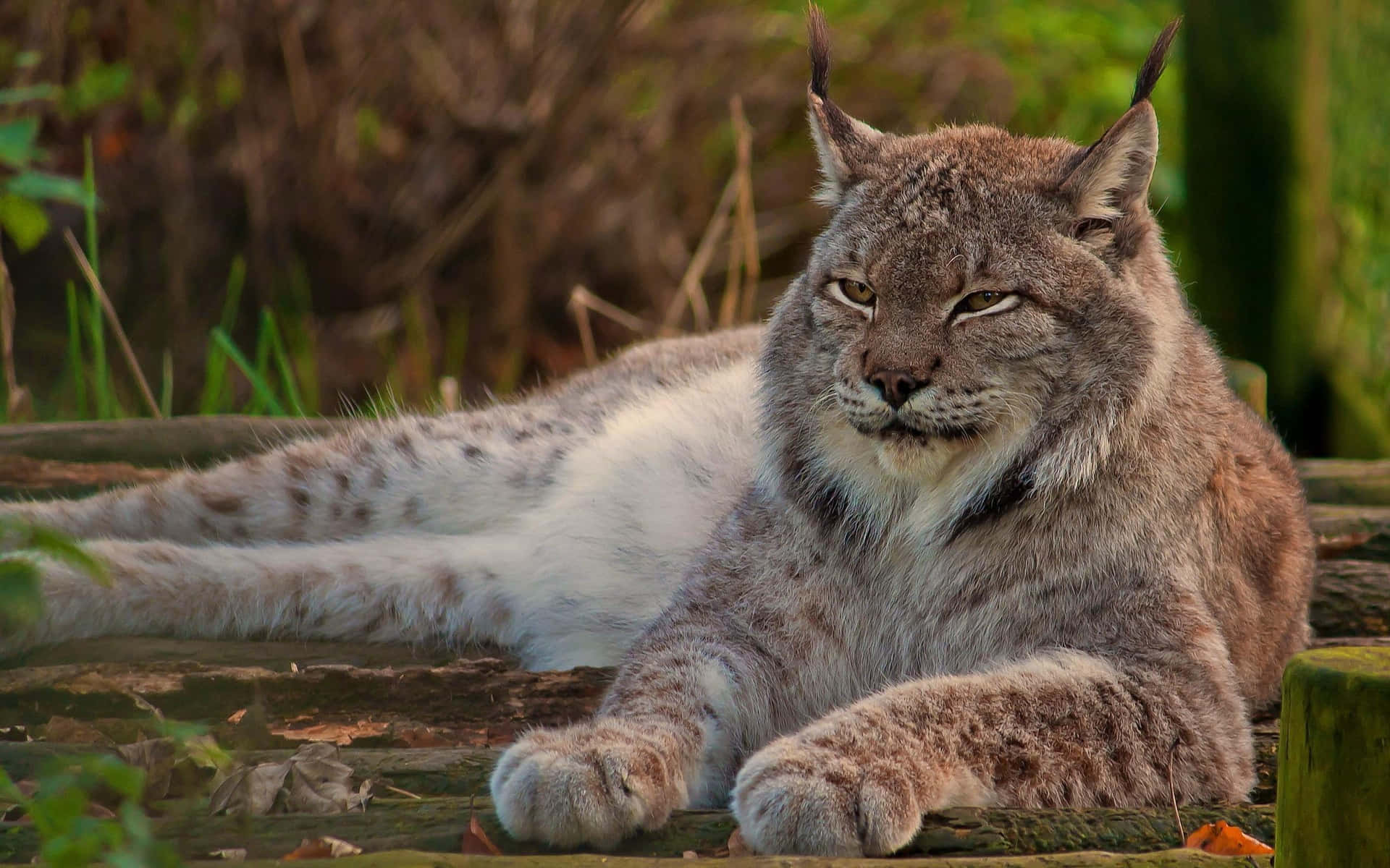 Resting Lynxin Natural Habitat Background