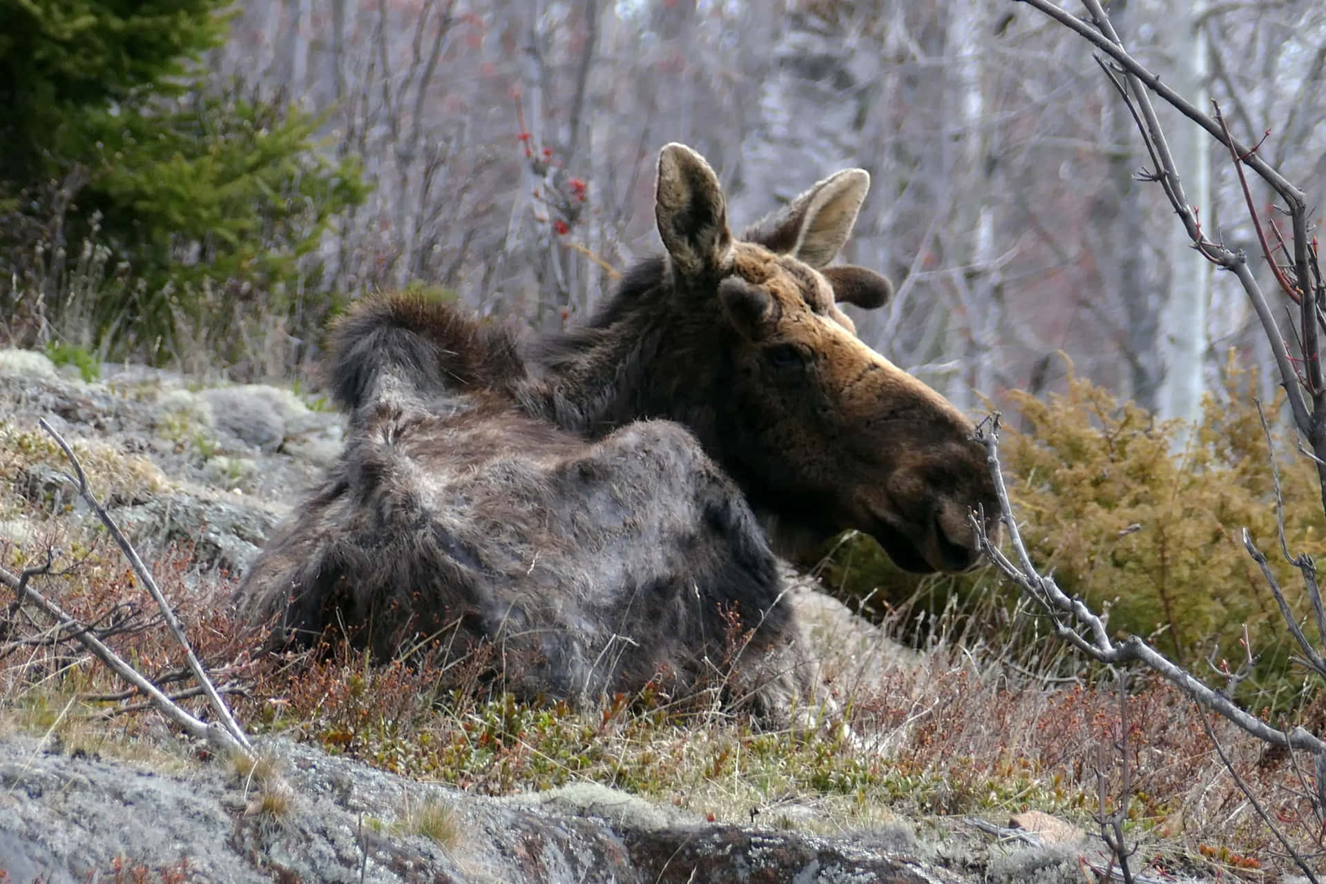 Resting Moosein Wilderness.jpg Background