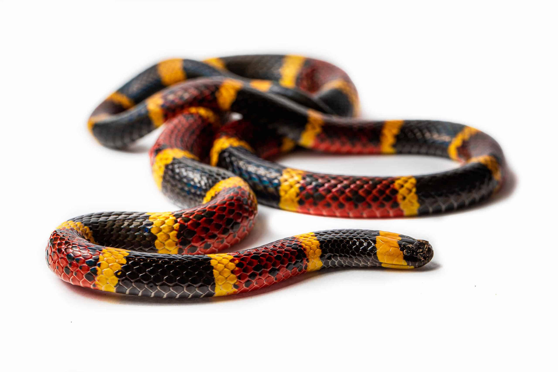 Resting Multi-colored Texas Coral Snake Background