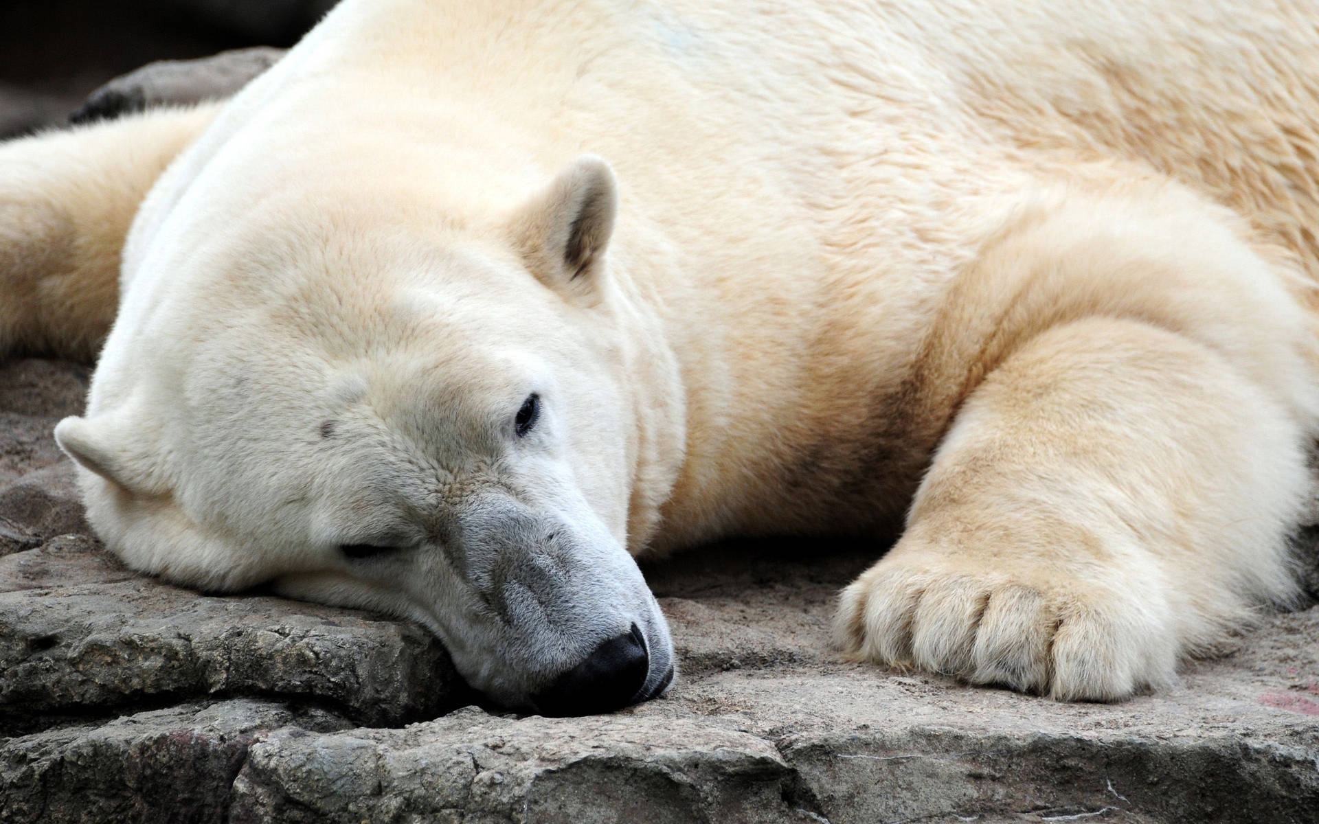 Resting Polar Bear Background