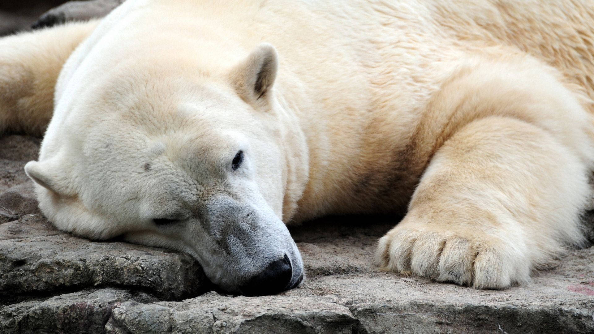 Resting Polar Bear Background