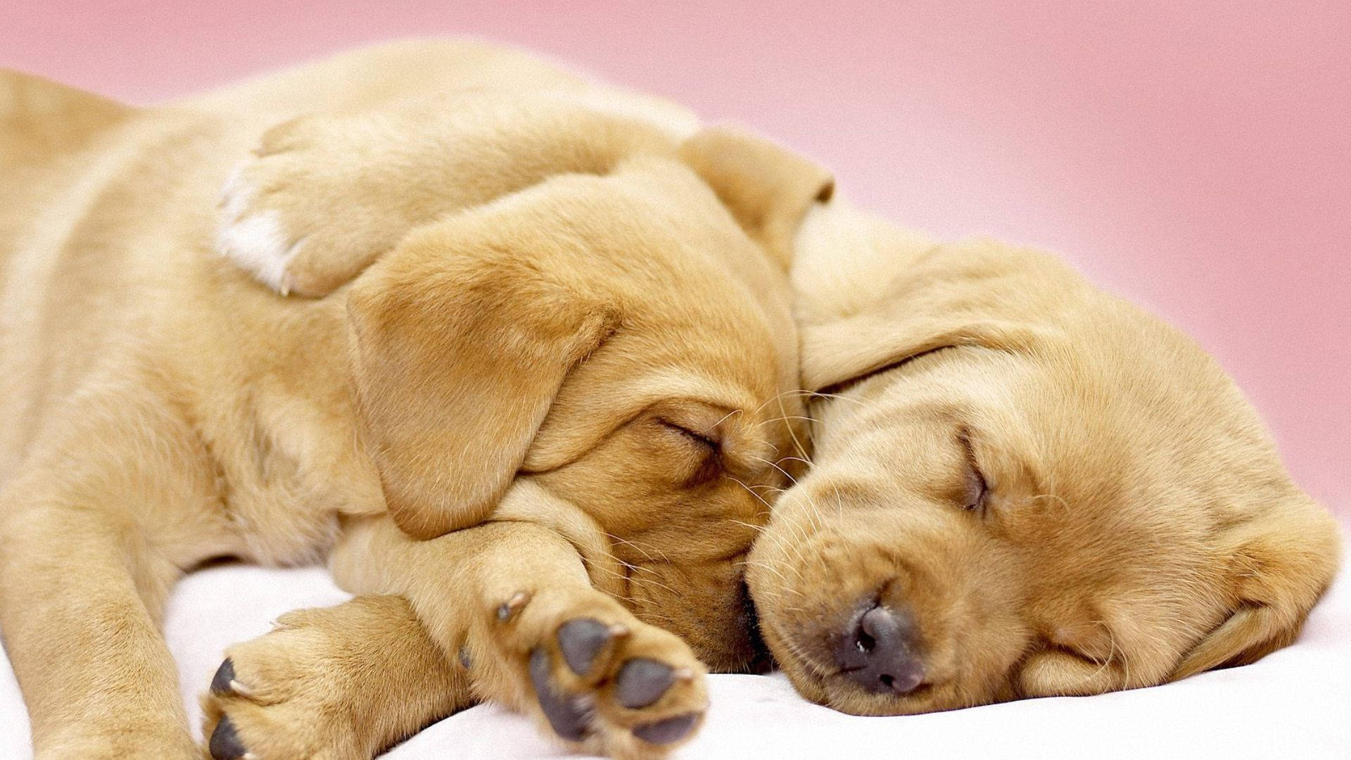 Resting Puppies Background