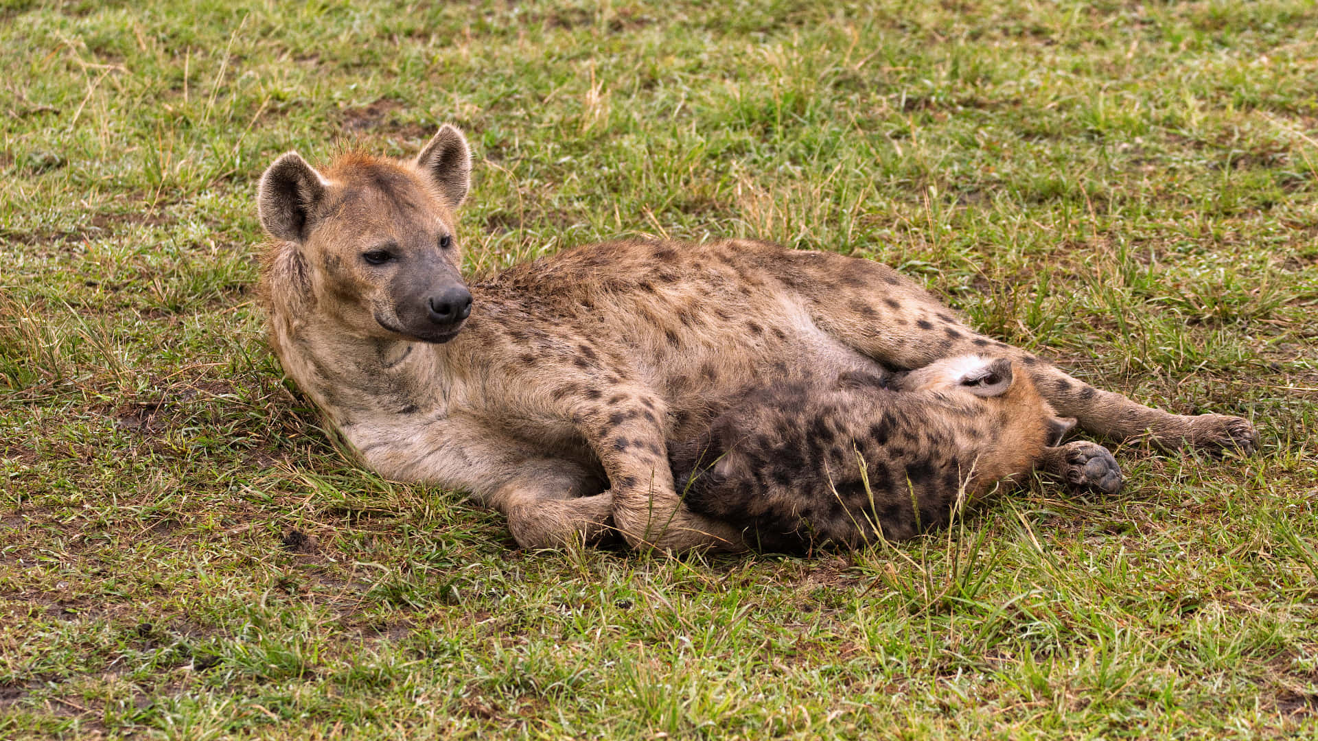 Resting Spotted Hyena.jpg Background