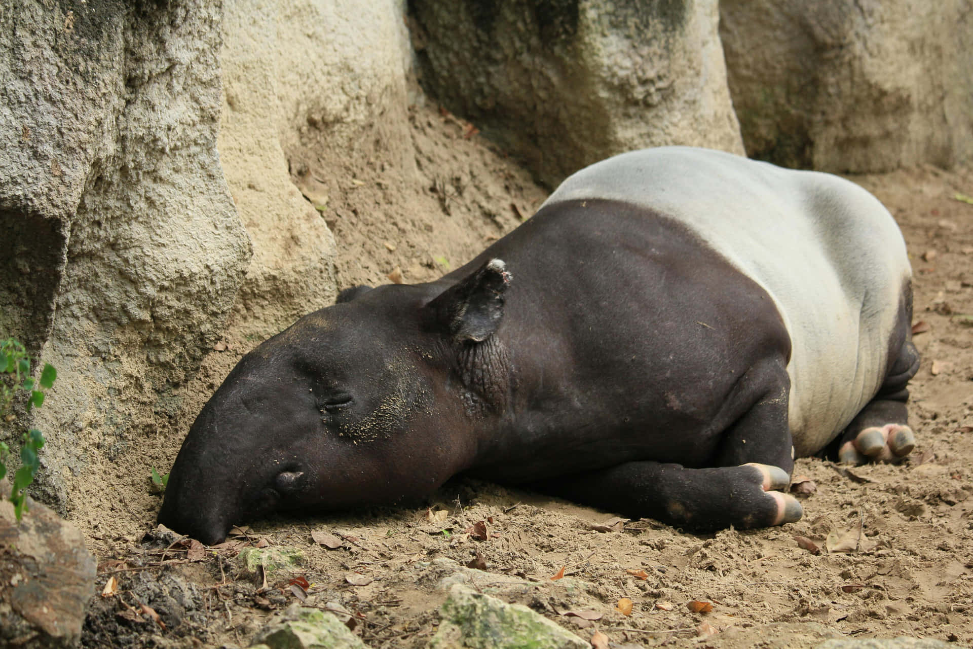 Resting Tapir Nature Reserve.jpg Background