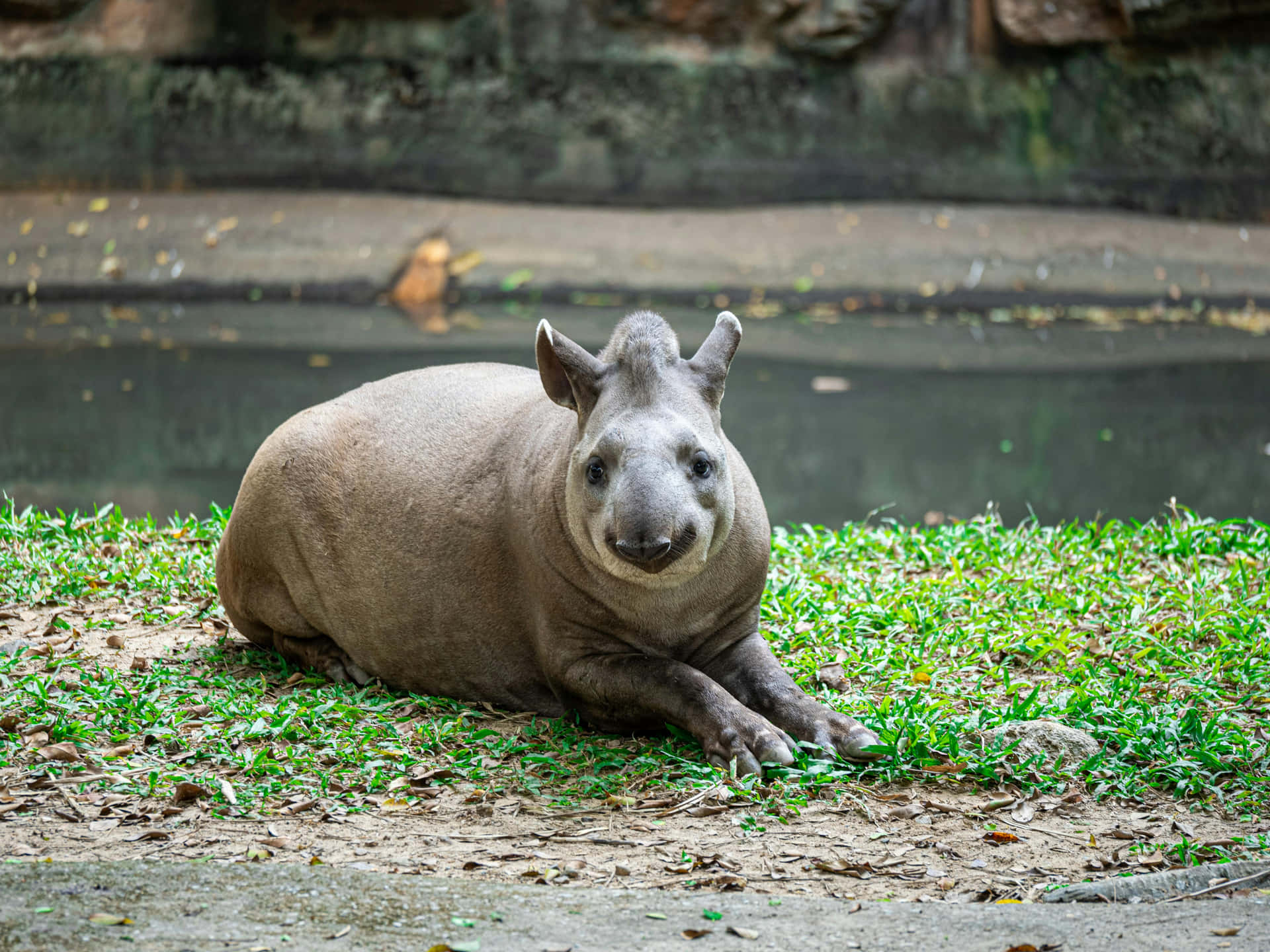 Resting Tapirin Habitat.jpg